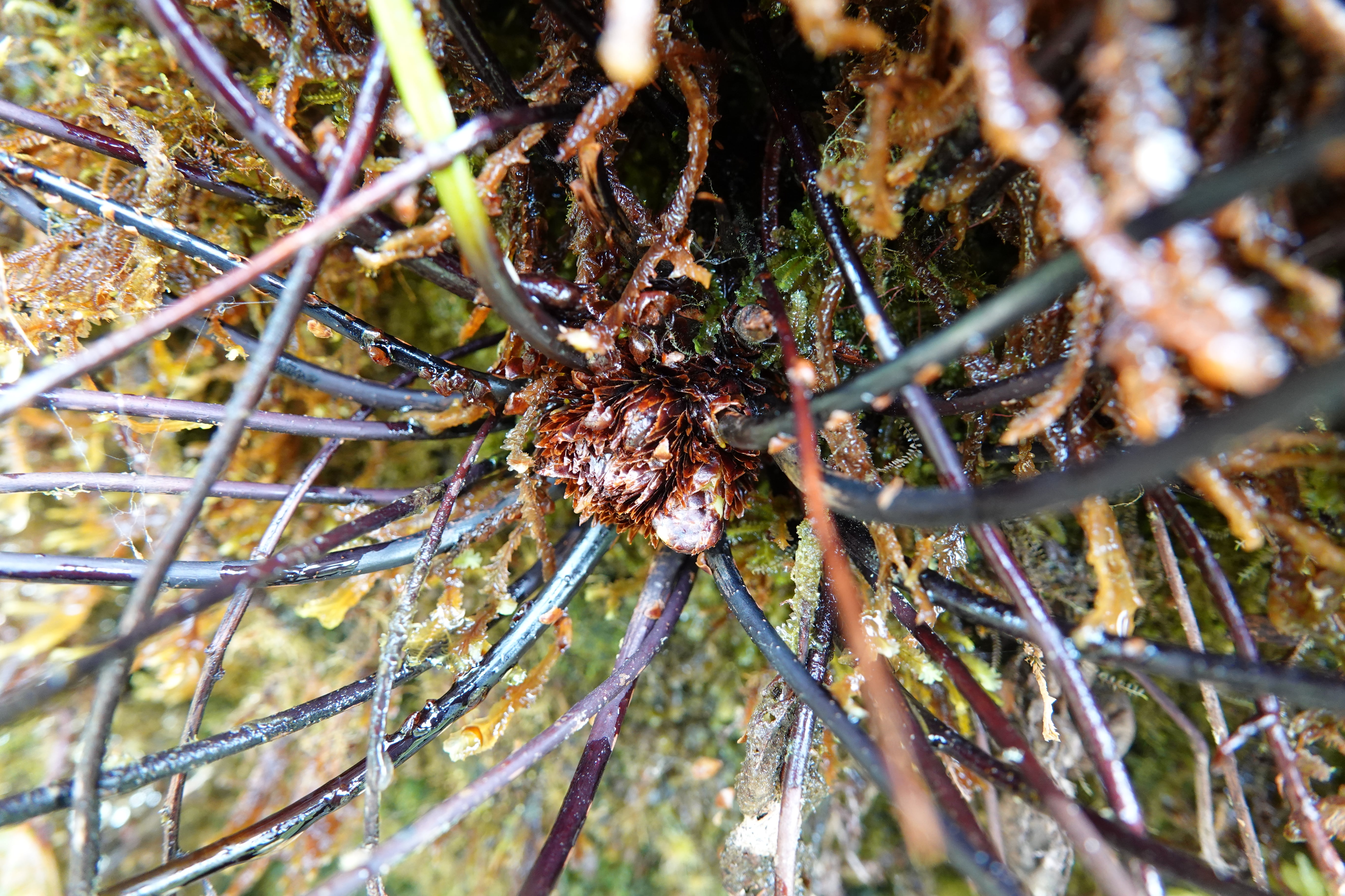 Cyathea latevagans. La Honda.