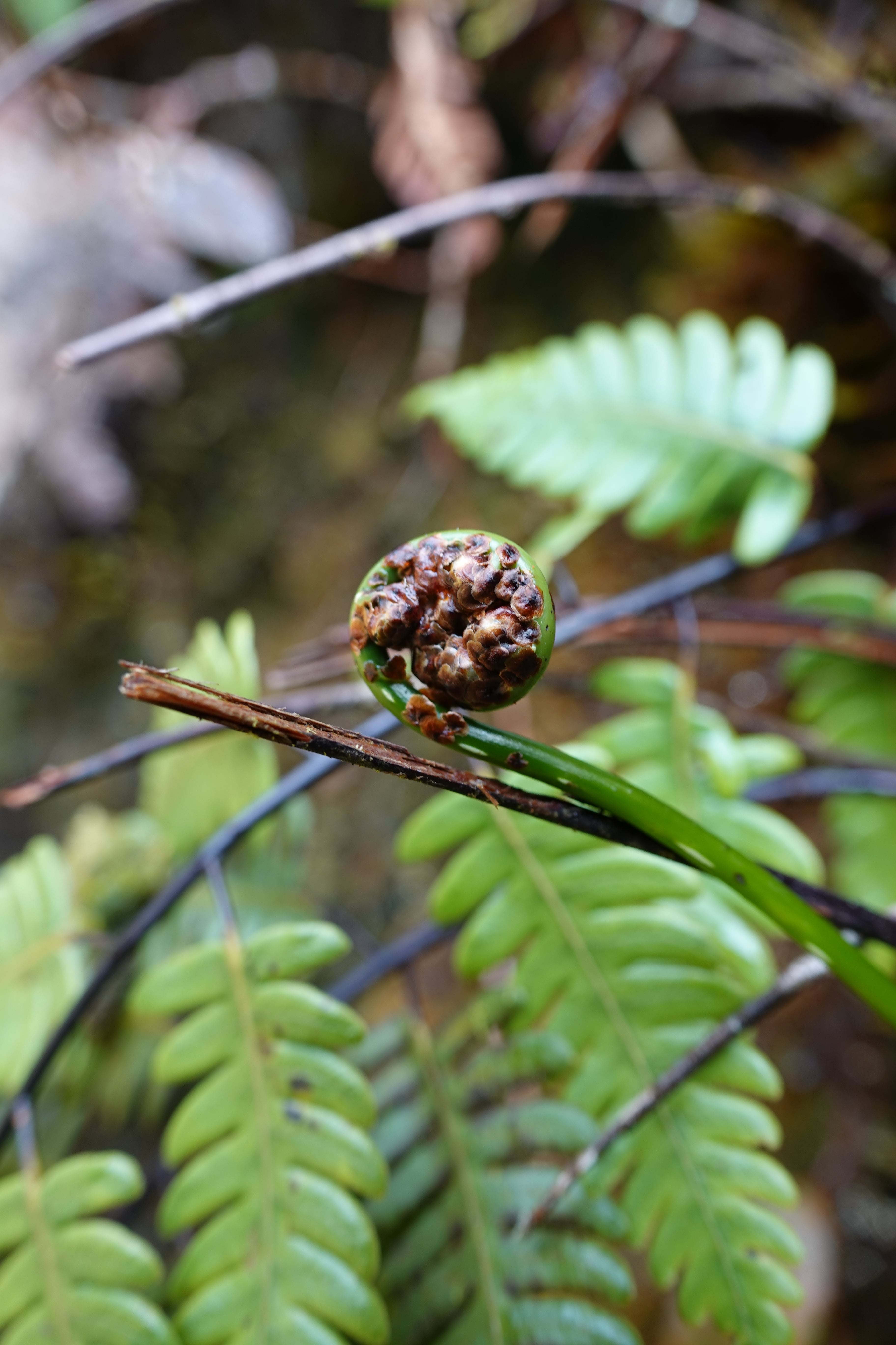 Cyathea latevagans. La Honda.