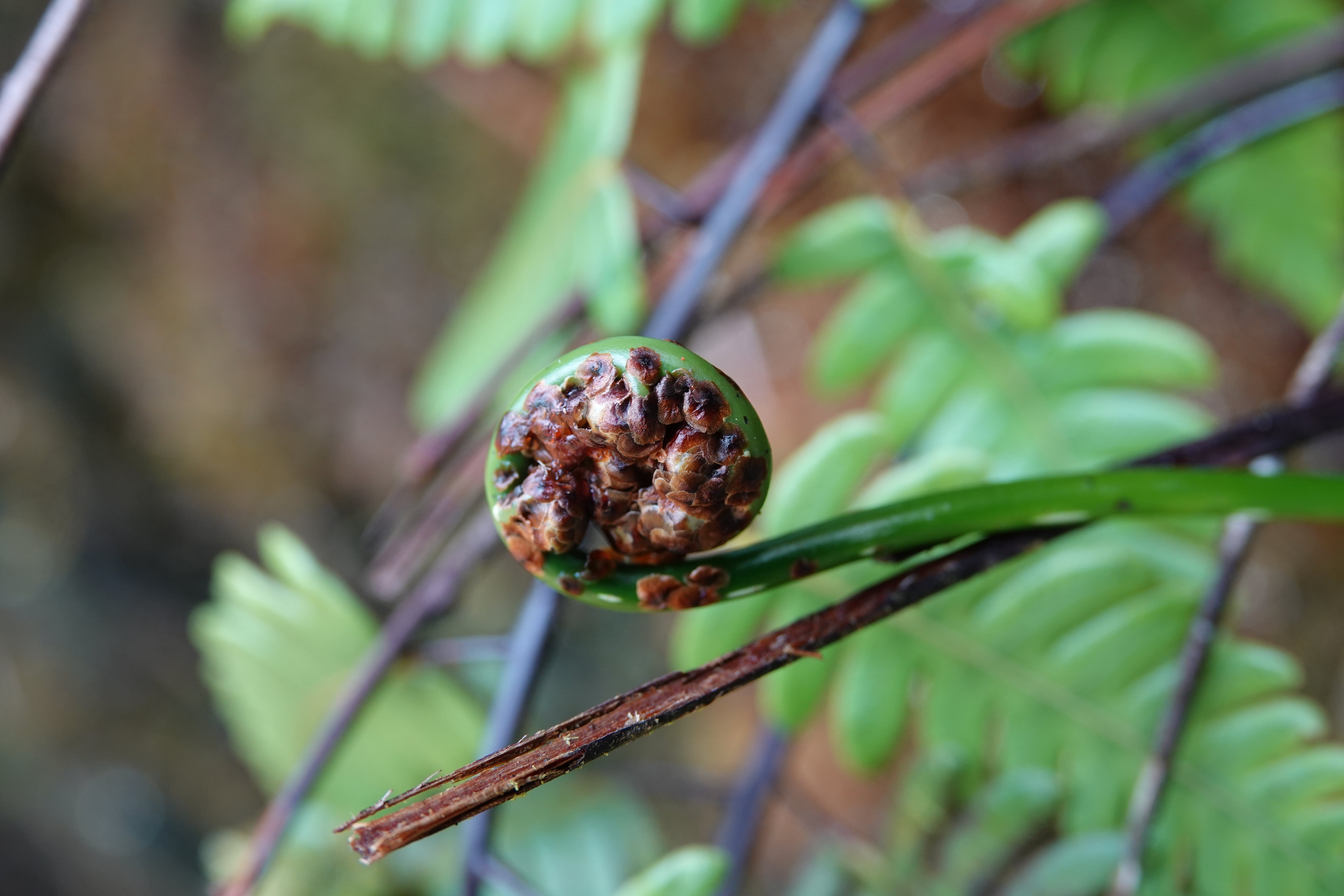 Cyathea latevagans. La Honda.