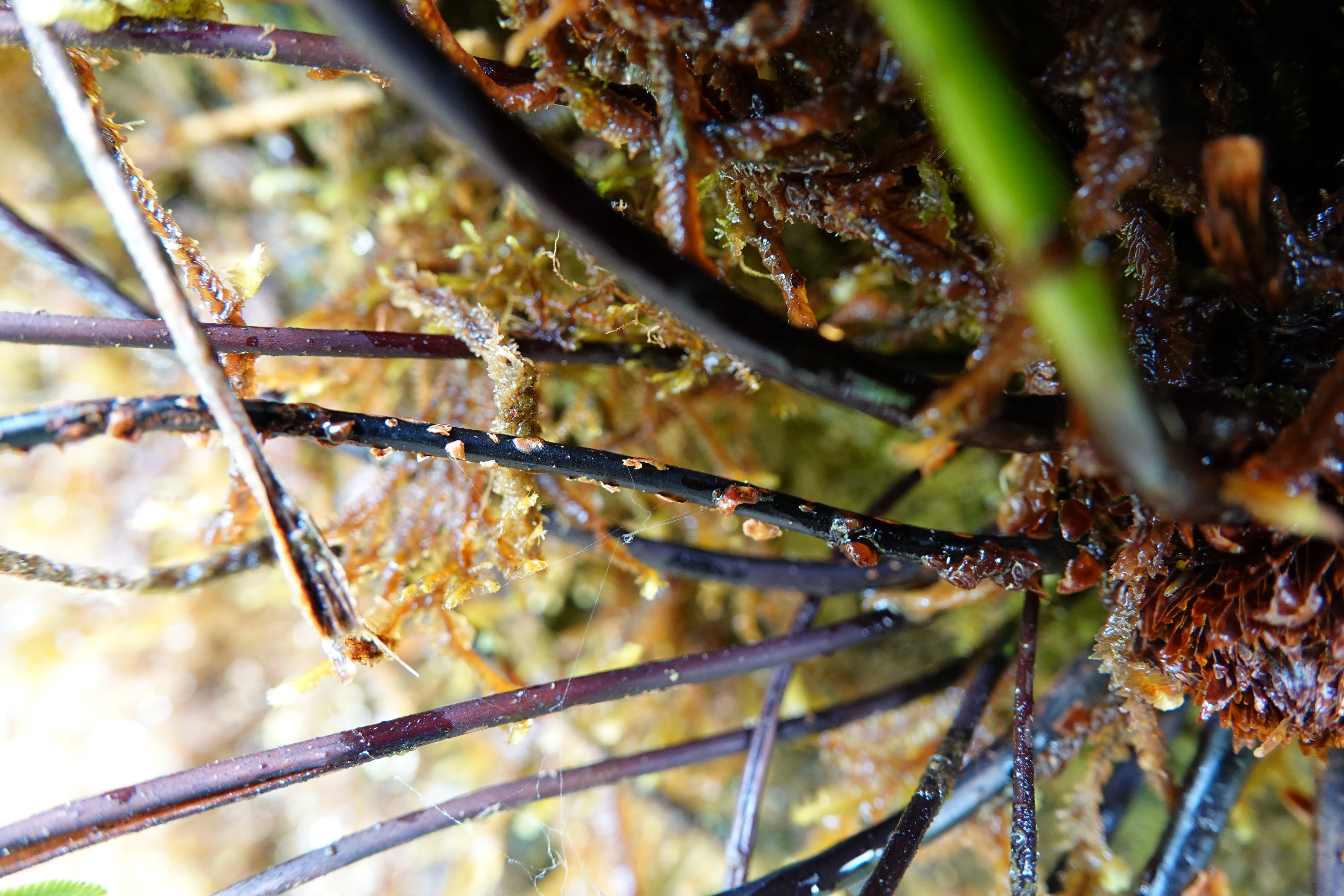 Cyathea latevagans. La Honda.