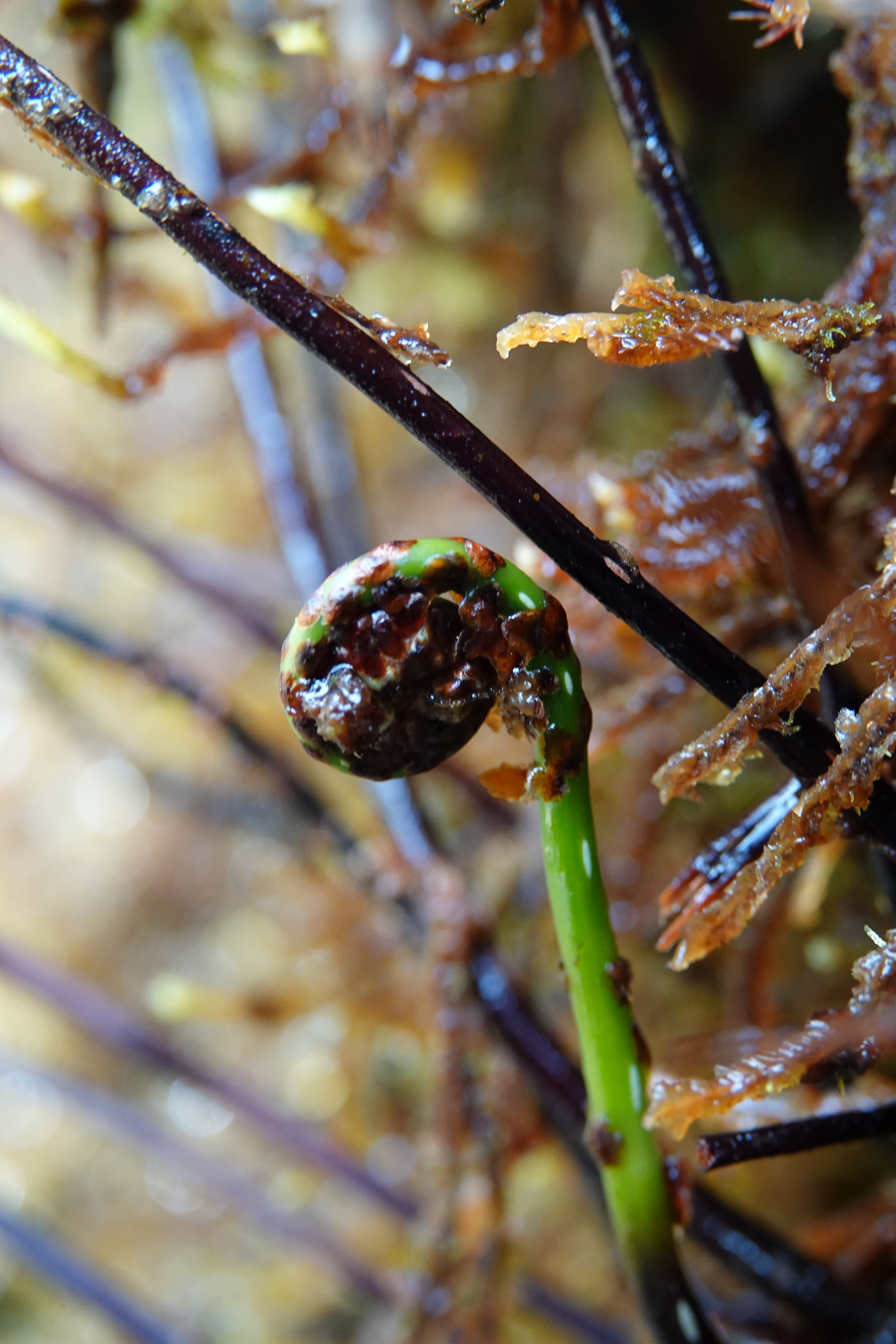 Cyathea latevagans. La Honda.