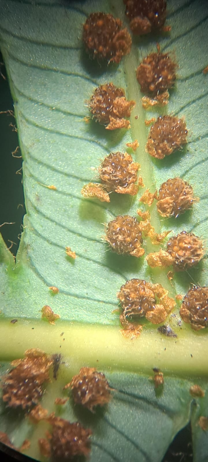 Cyathea latevagans. La Honda.