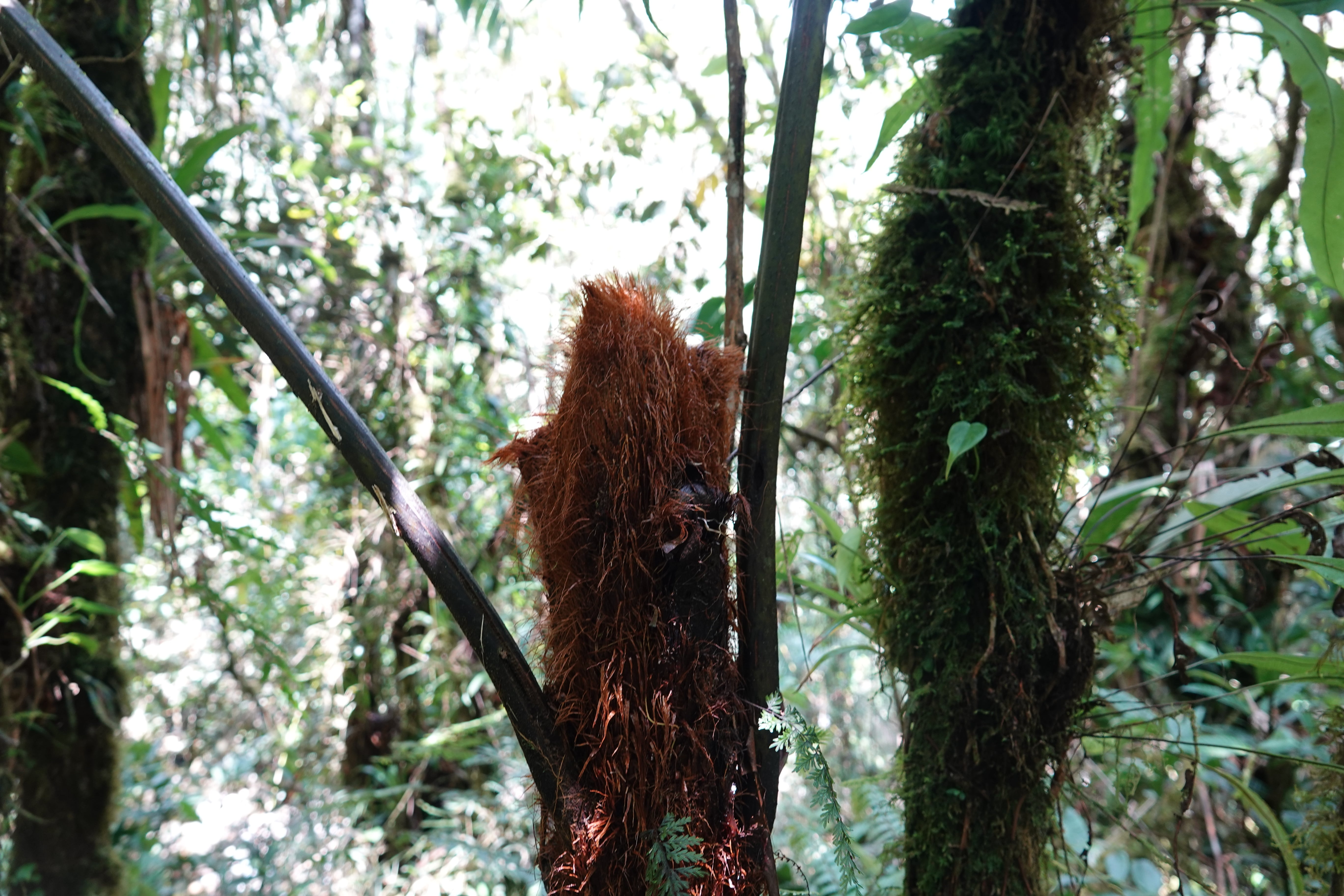 Cyathea nigripes