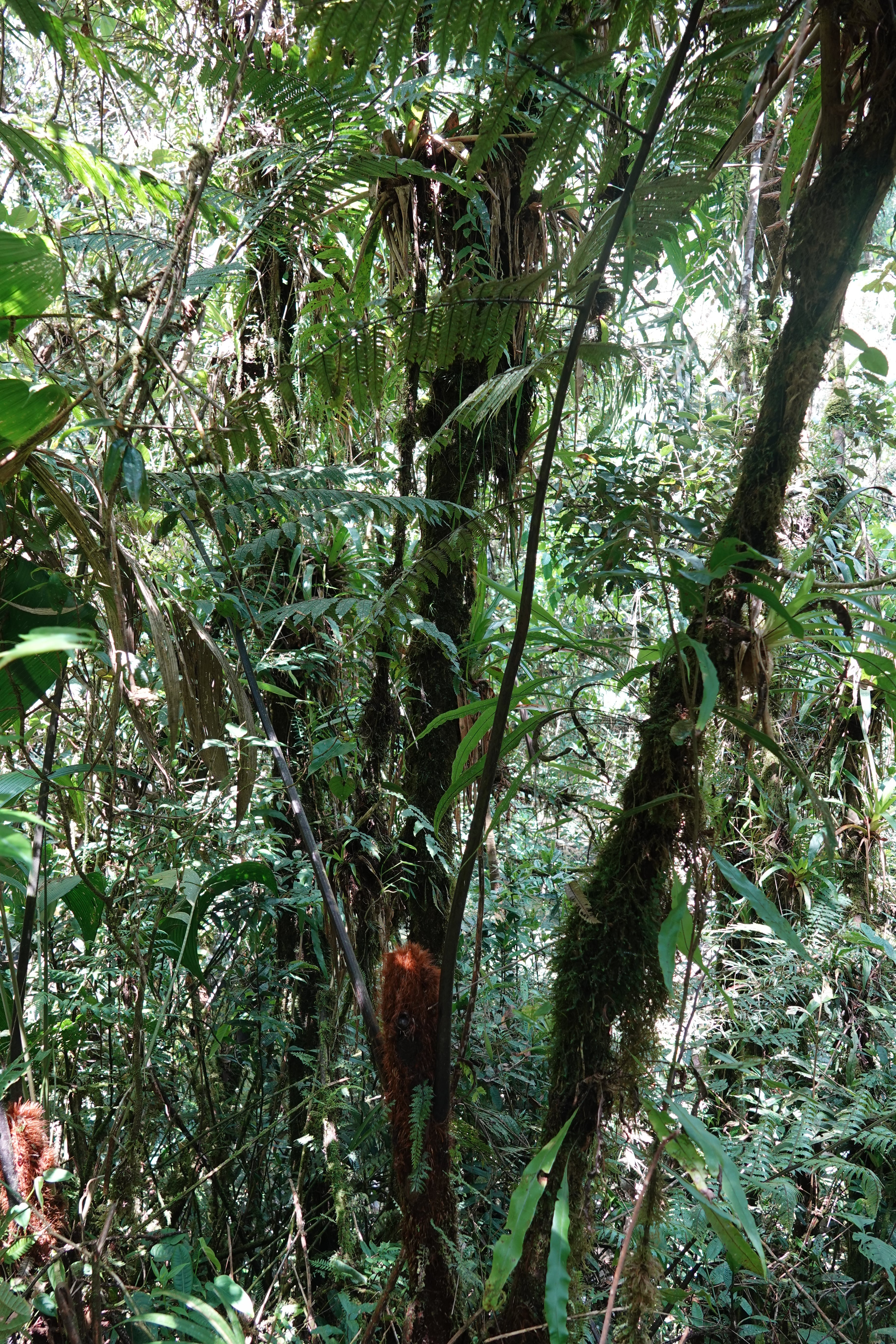 Cyathea nigripes. La Honda.