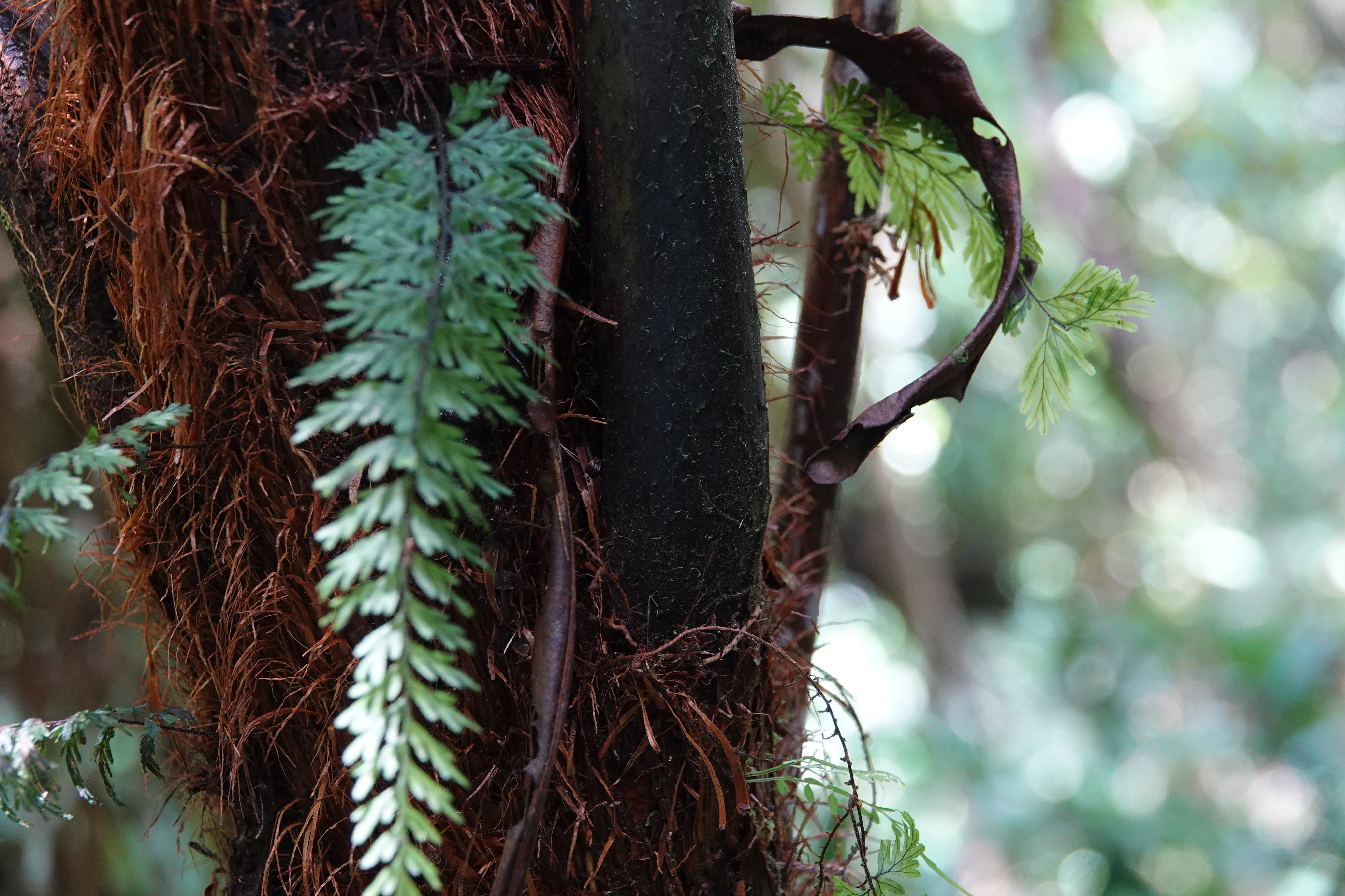 Cyathea nigripes. La Honda.