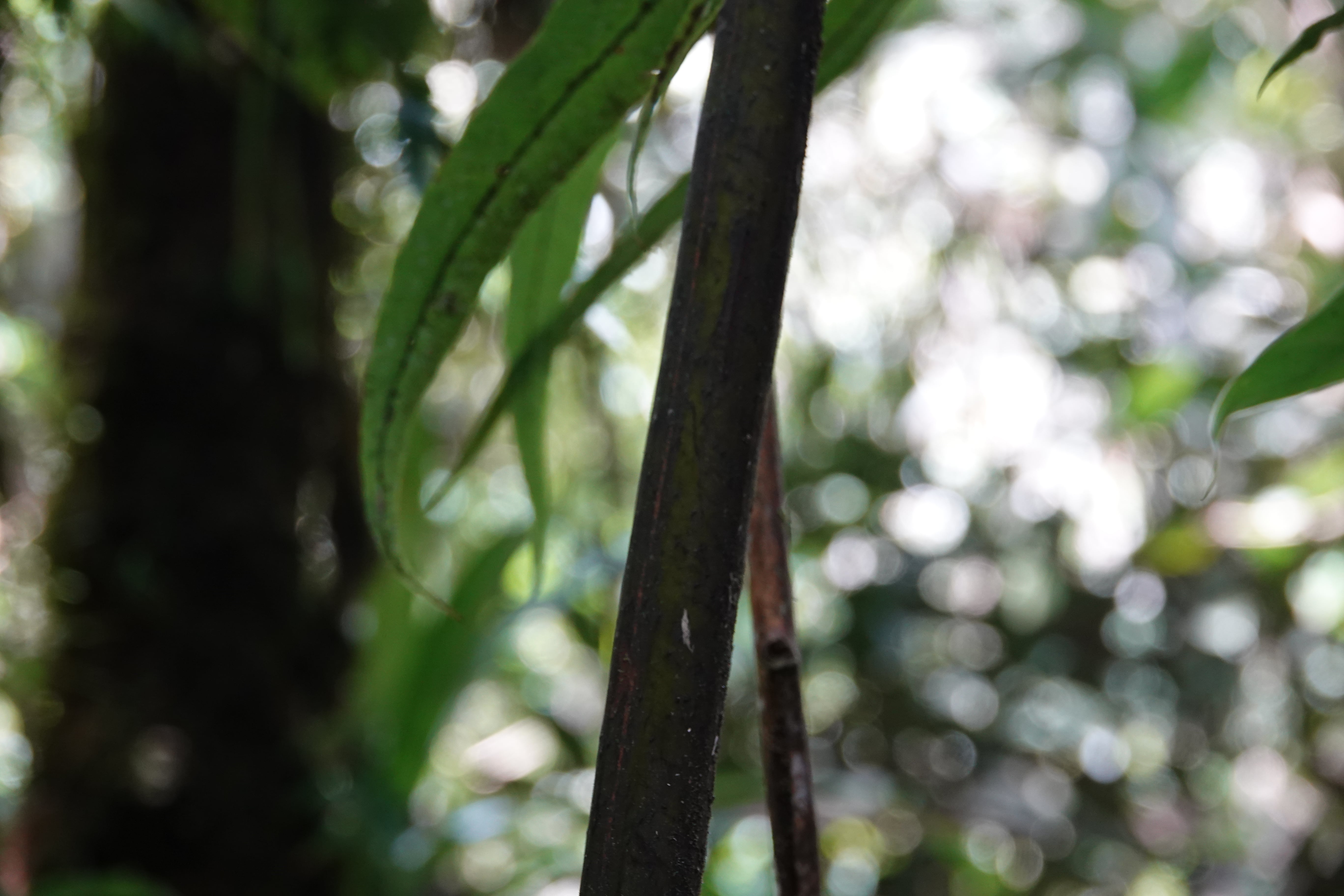 Cyathea nigripes. La Honda.