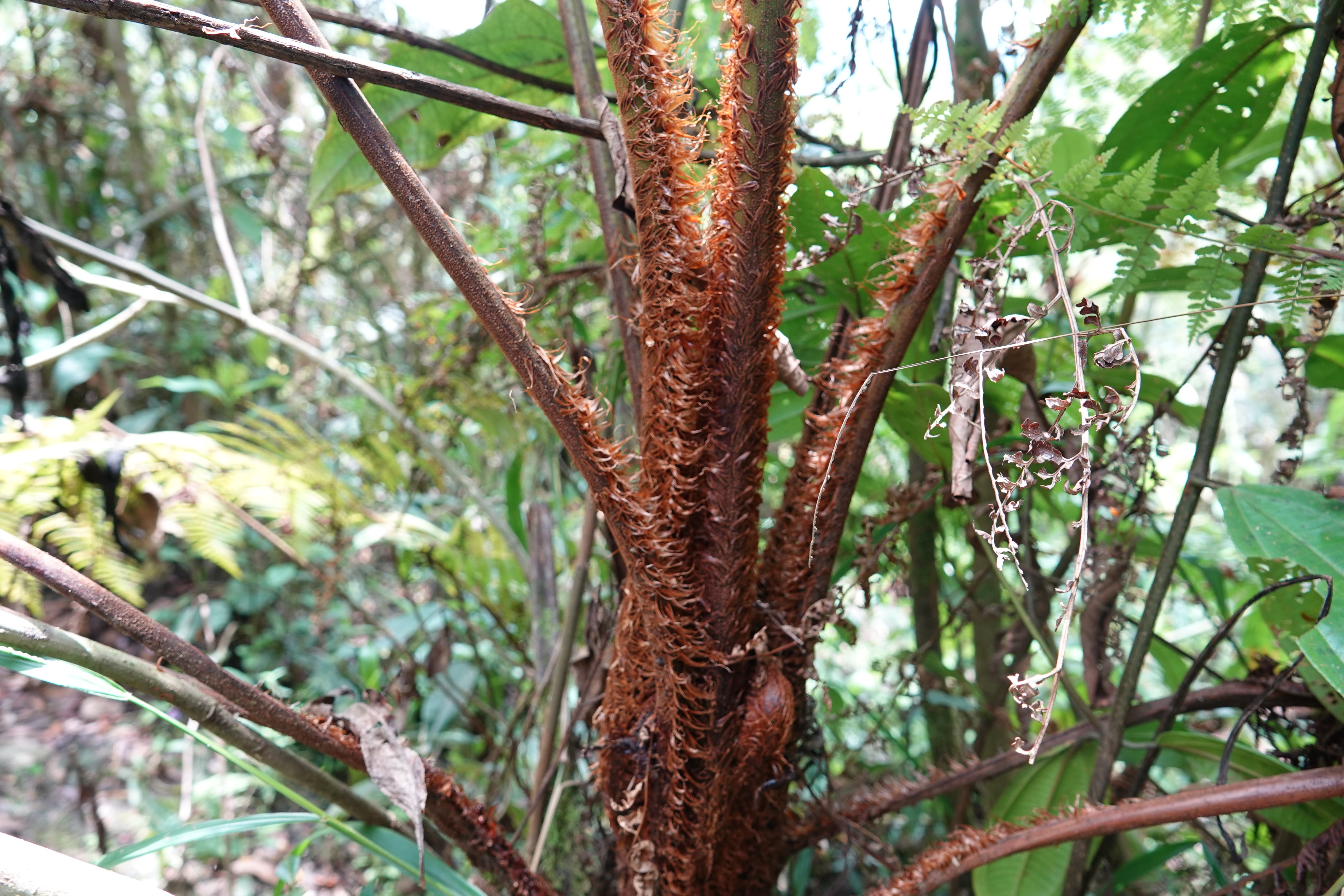 Cyathea pauciflora