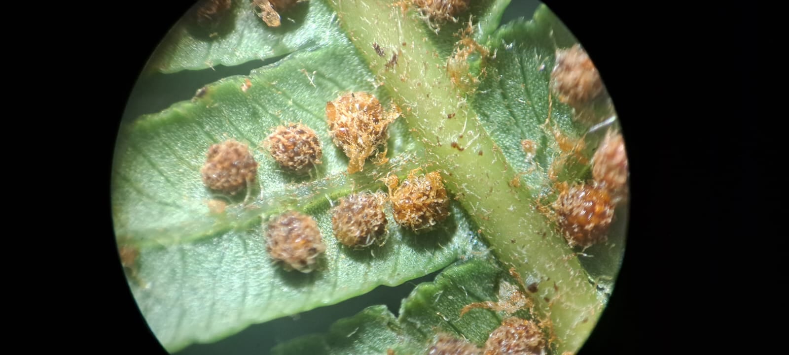 Cyathea pauciflora. La Honda.