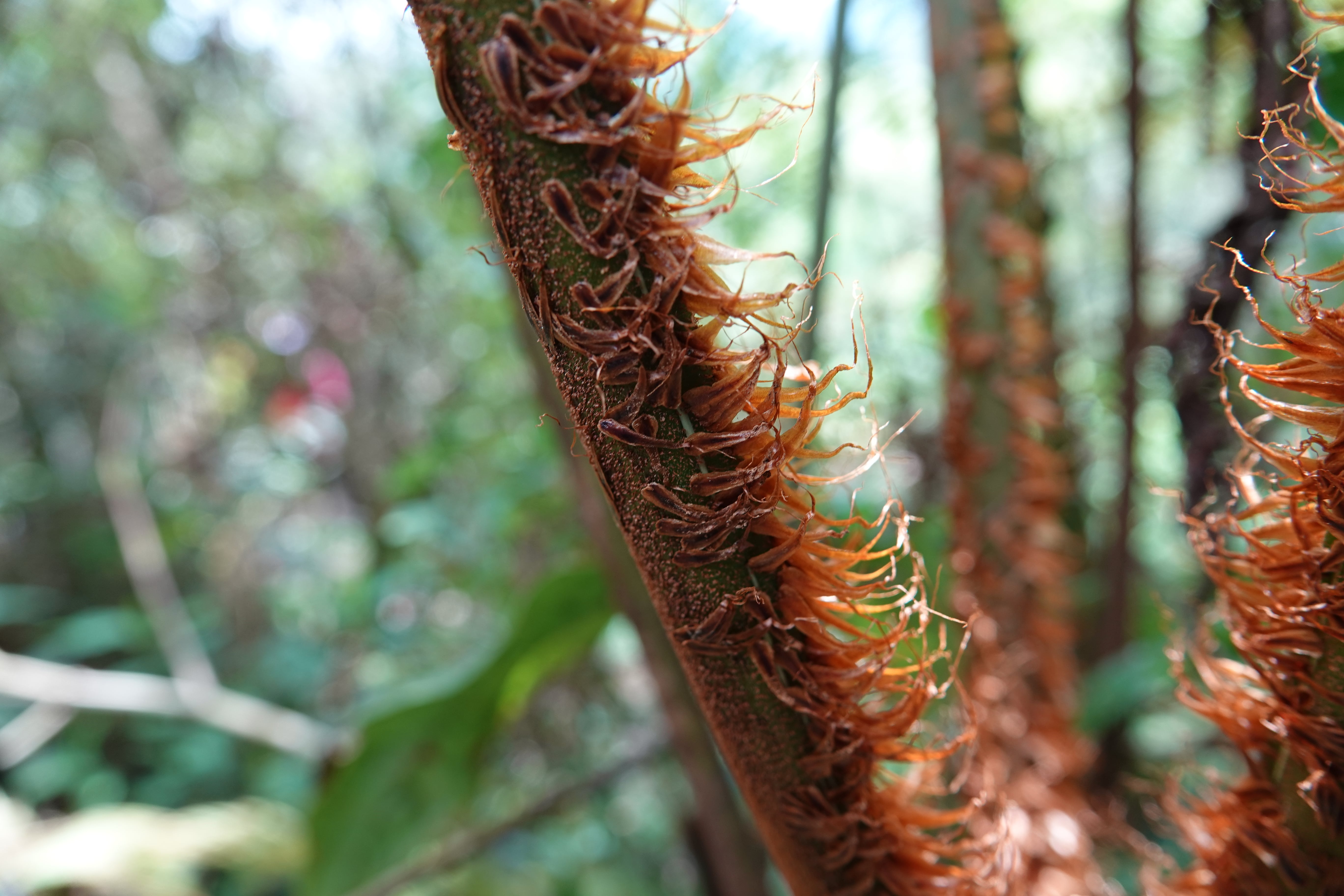 Cyathea pauciflora. La Honda.