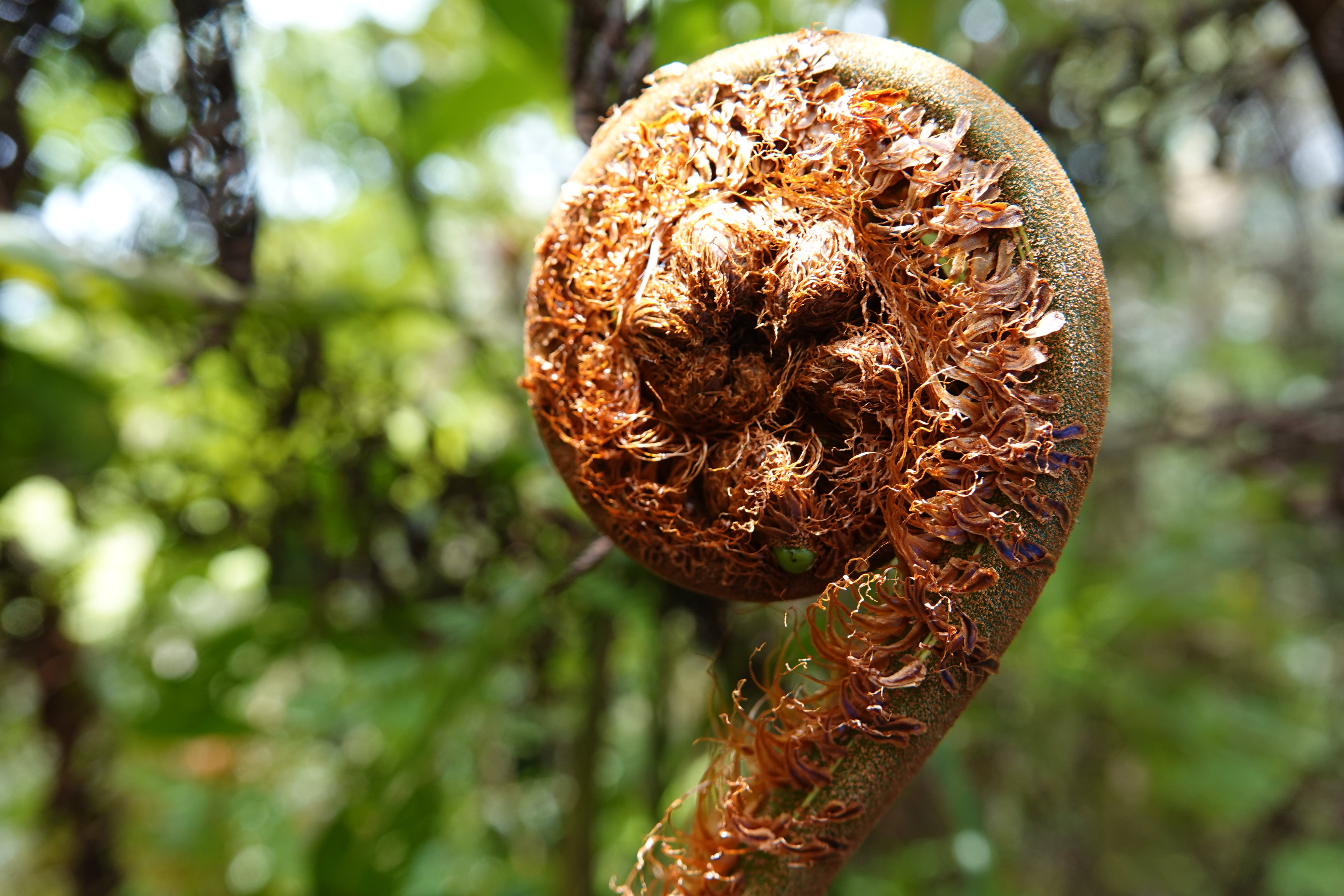Cyathea pauciflora. La Honda.