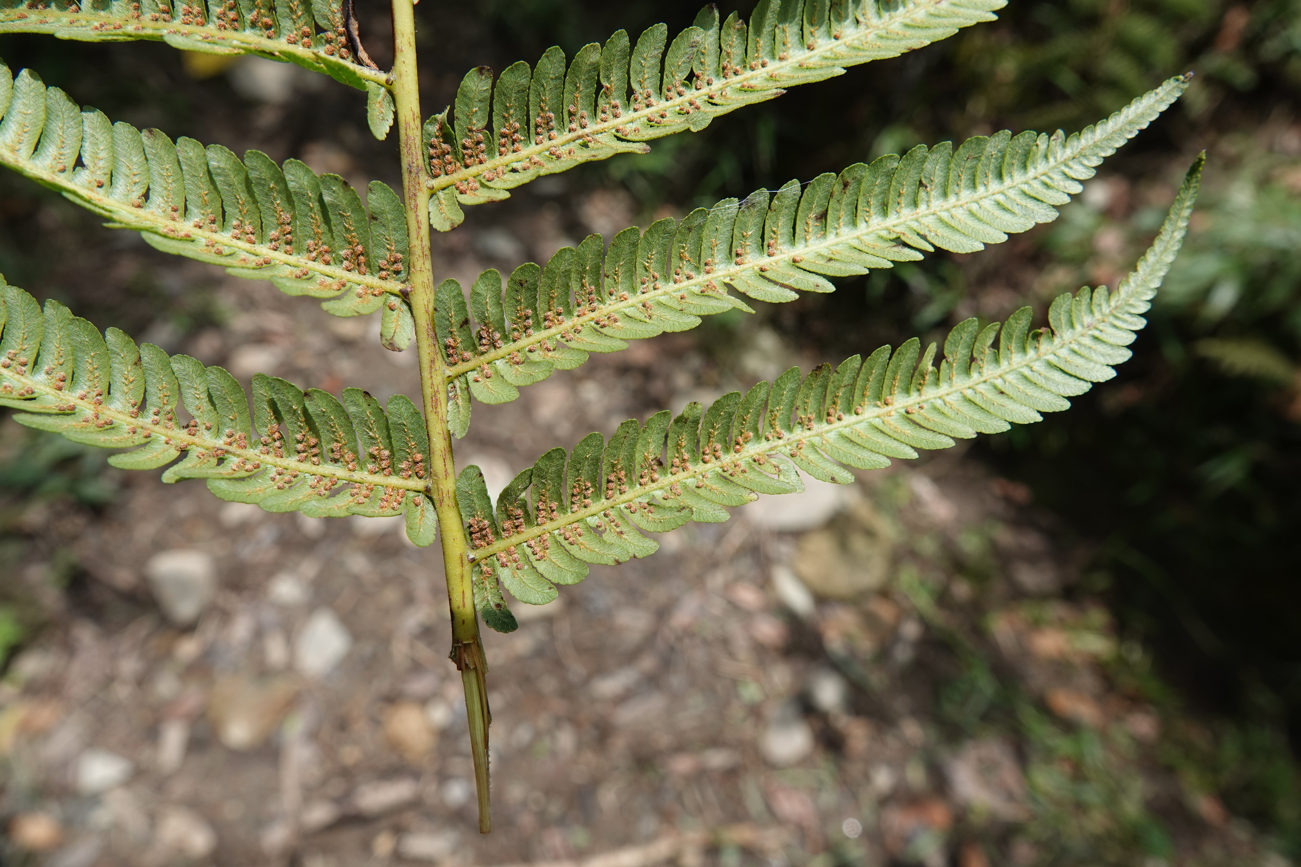 Cyathea pauciflora. La Honda.