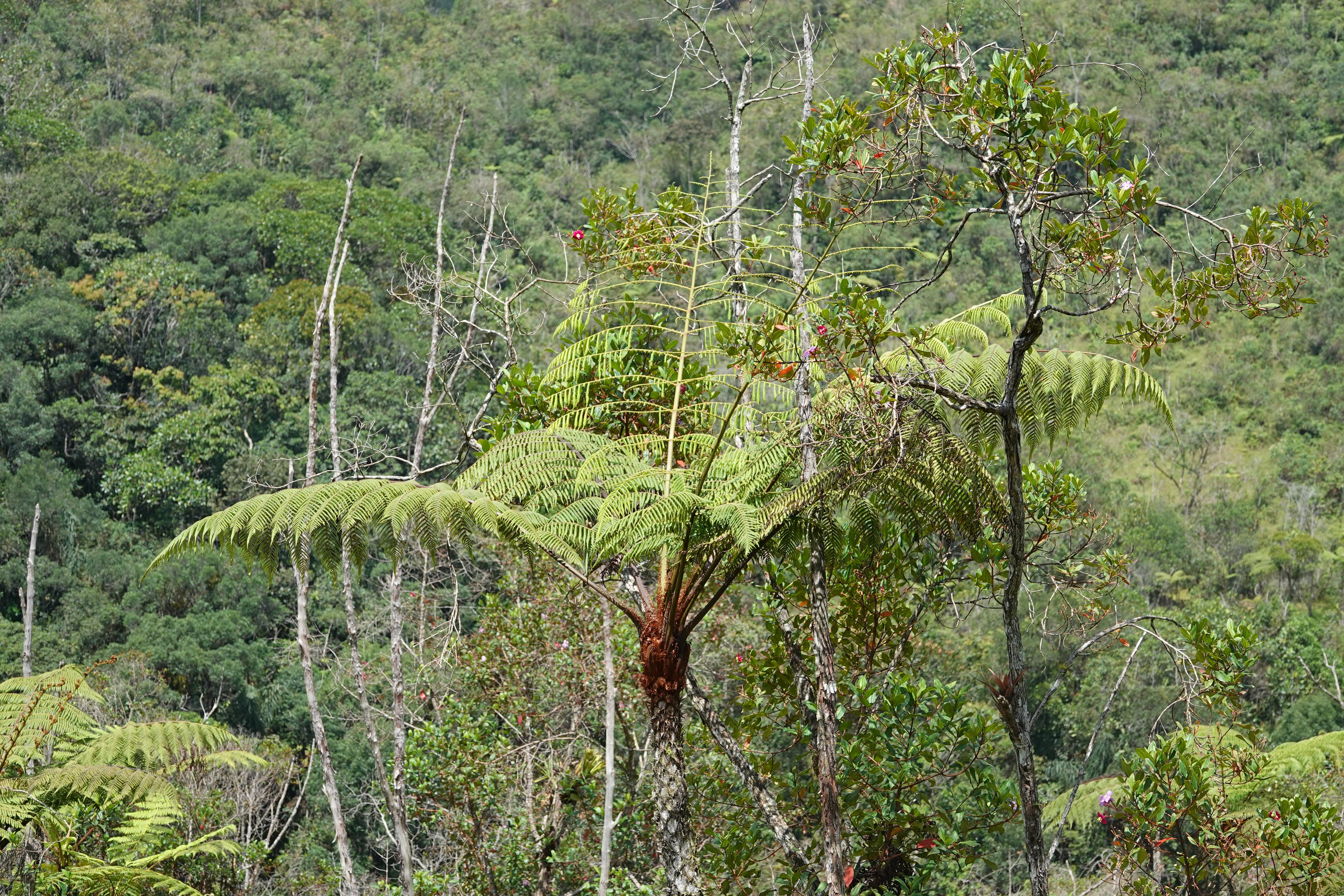 Cyathea pauciflora. La Honda.