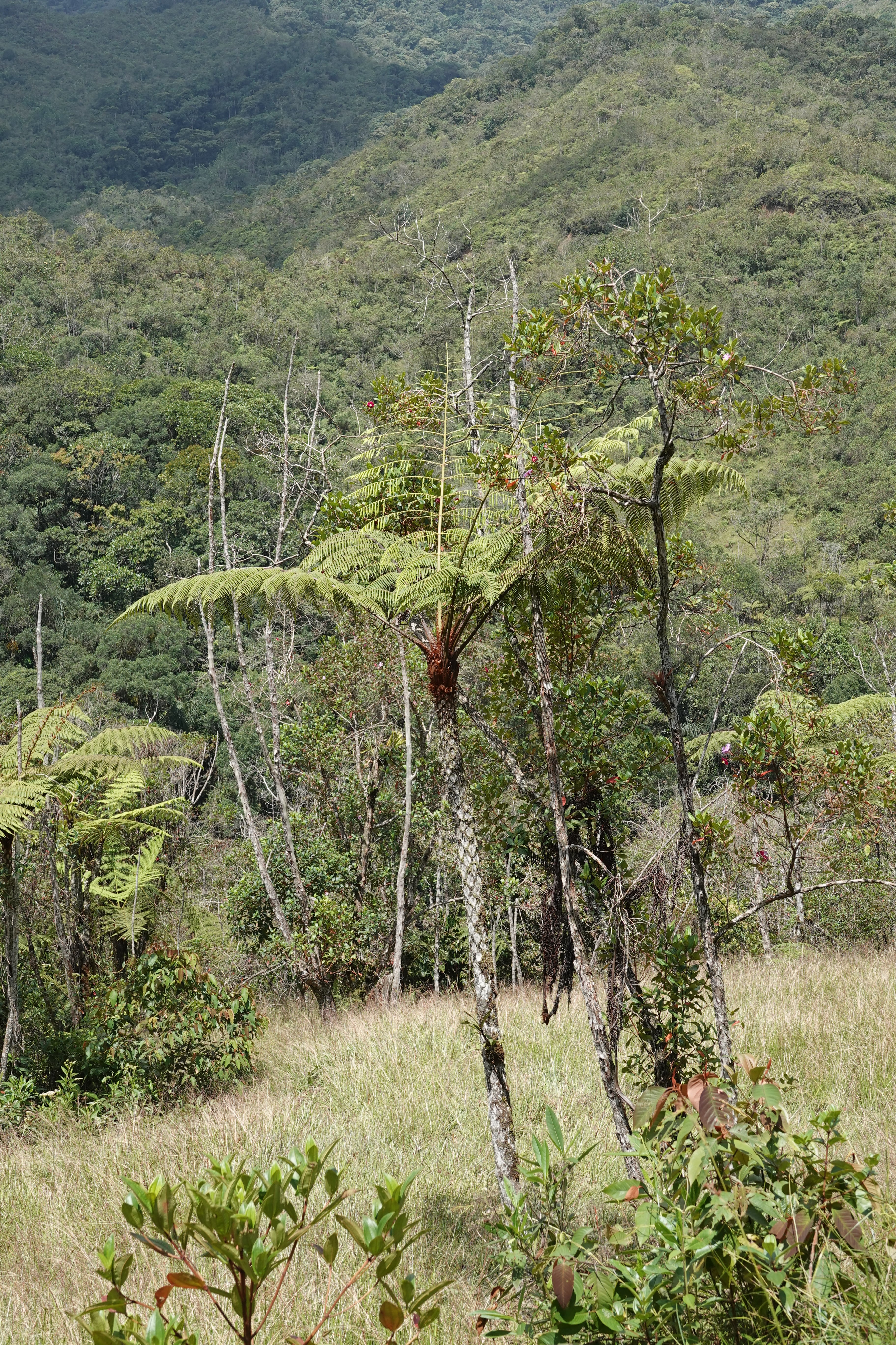 Cyathea pauciflora. La Honda.