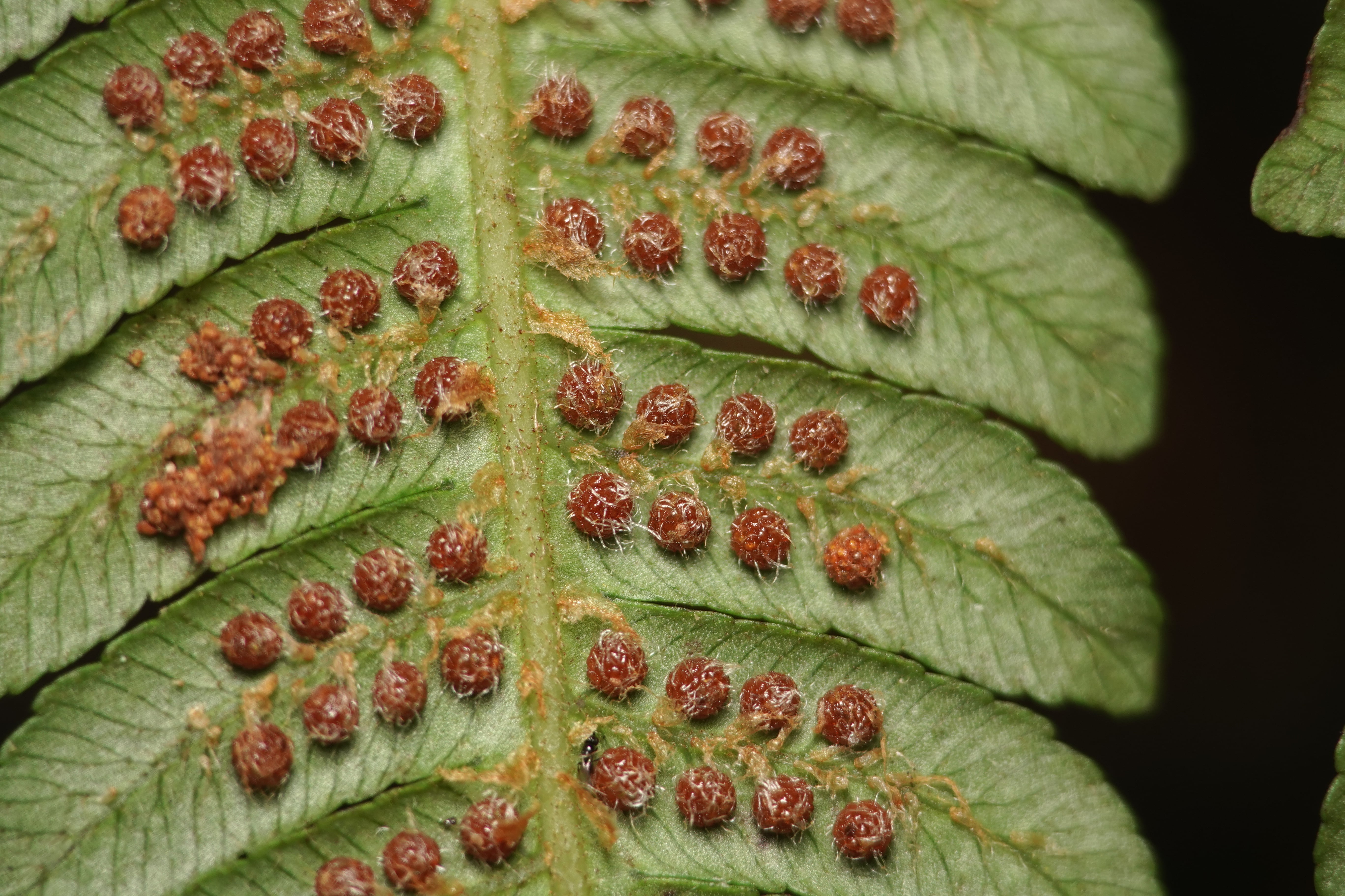 Cyathea pauciflora. La Honda.