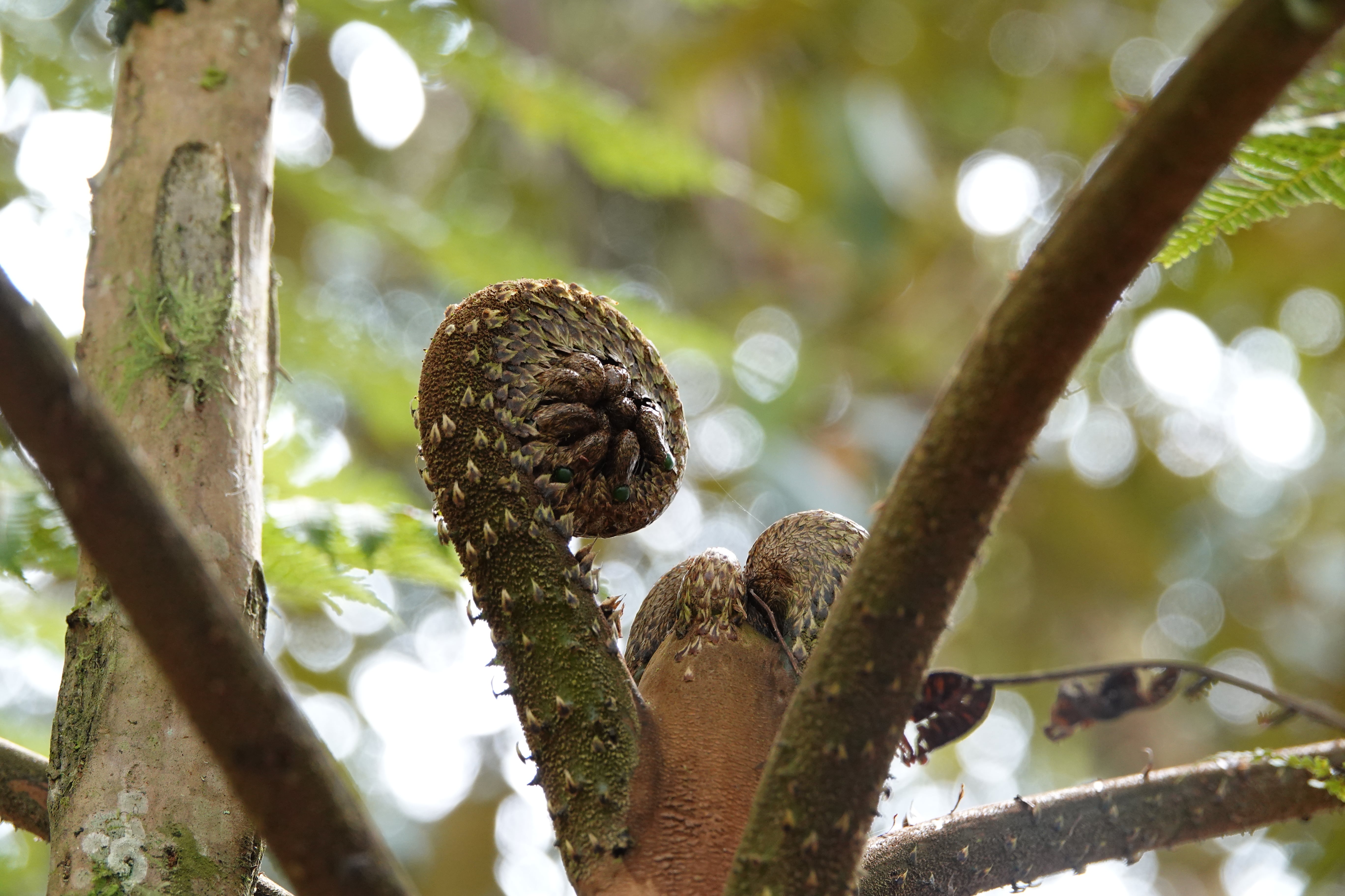 Cyathea planadae
