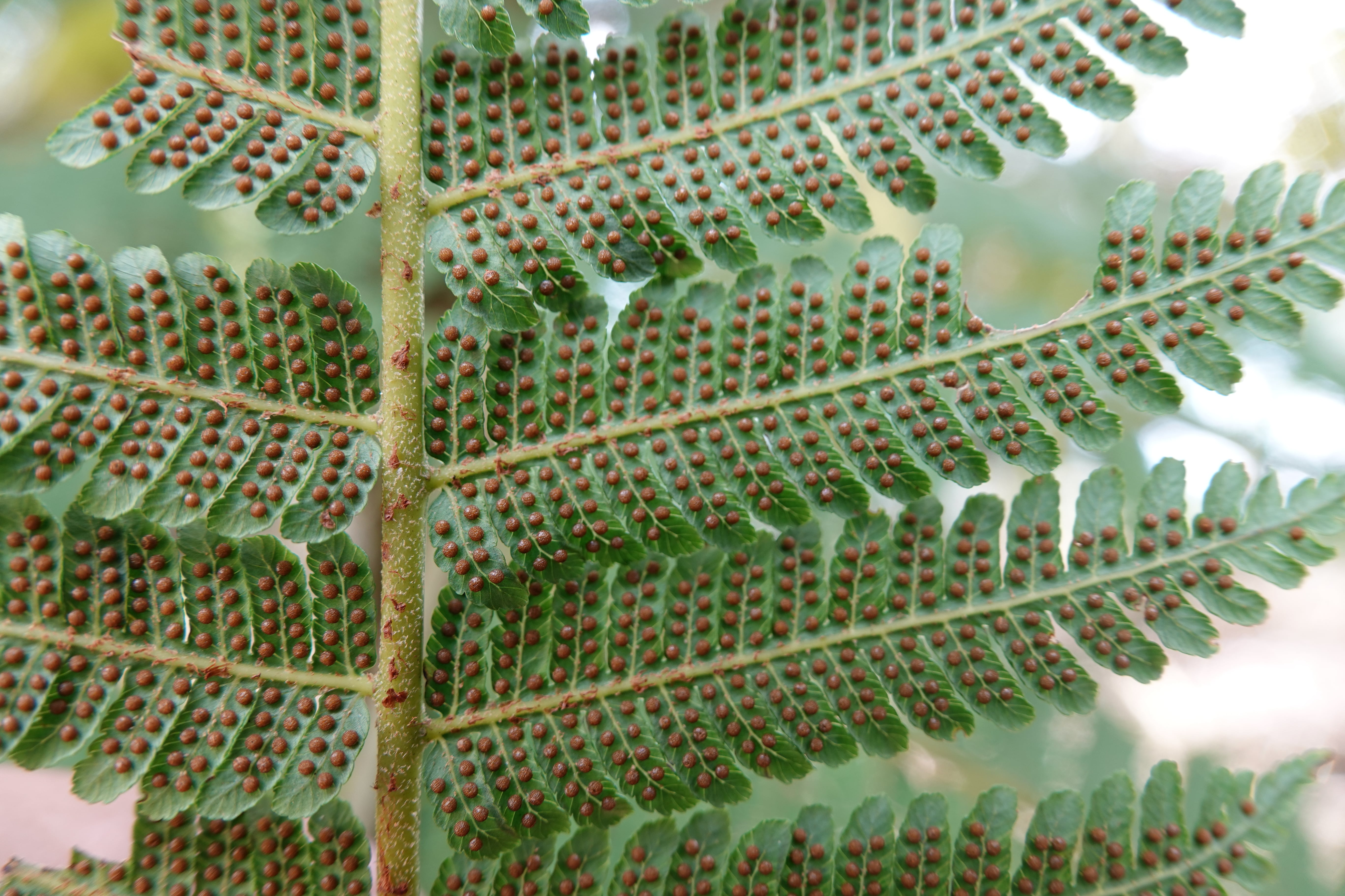 Cyathea planadae. La Honda.
