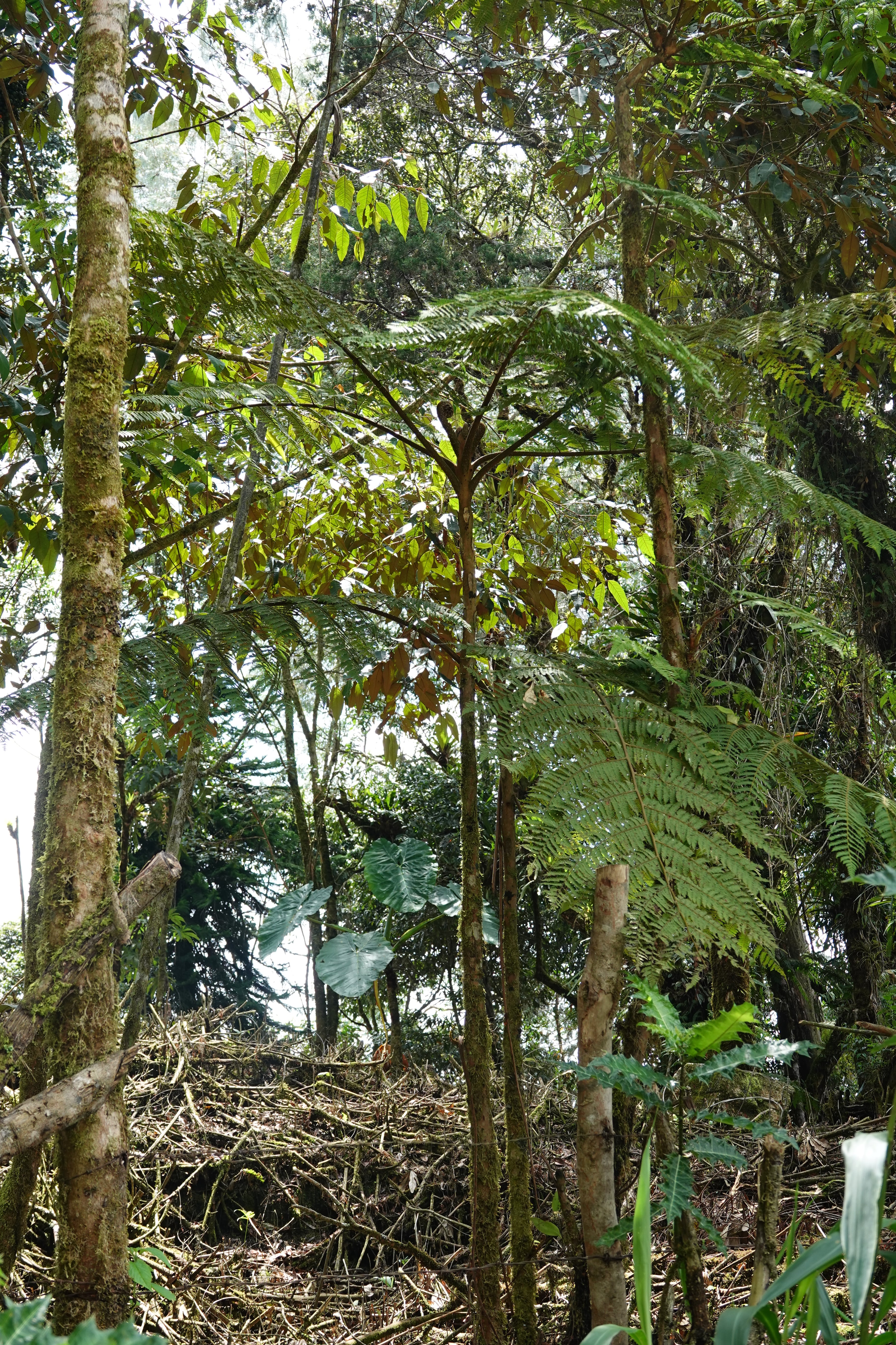 Cyathea planadae. La Honda.