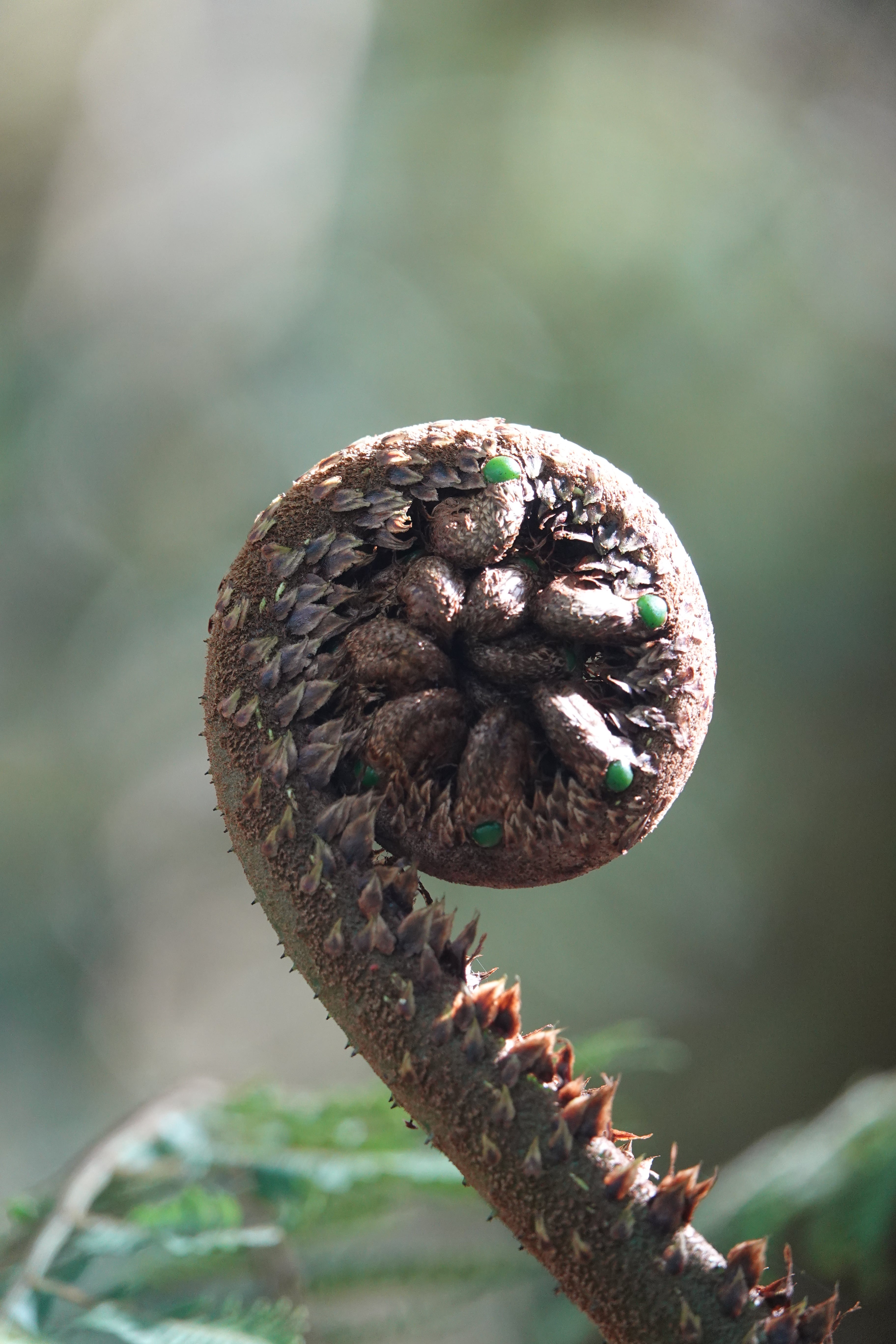 Cyathea planadae. La Honda.