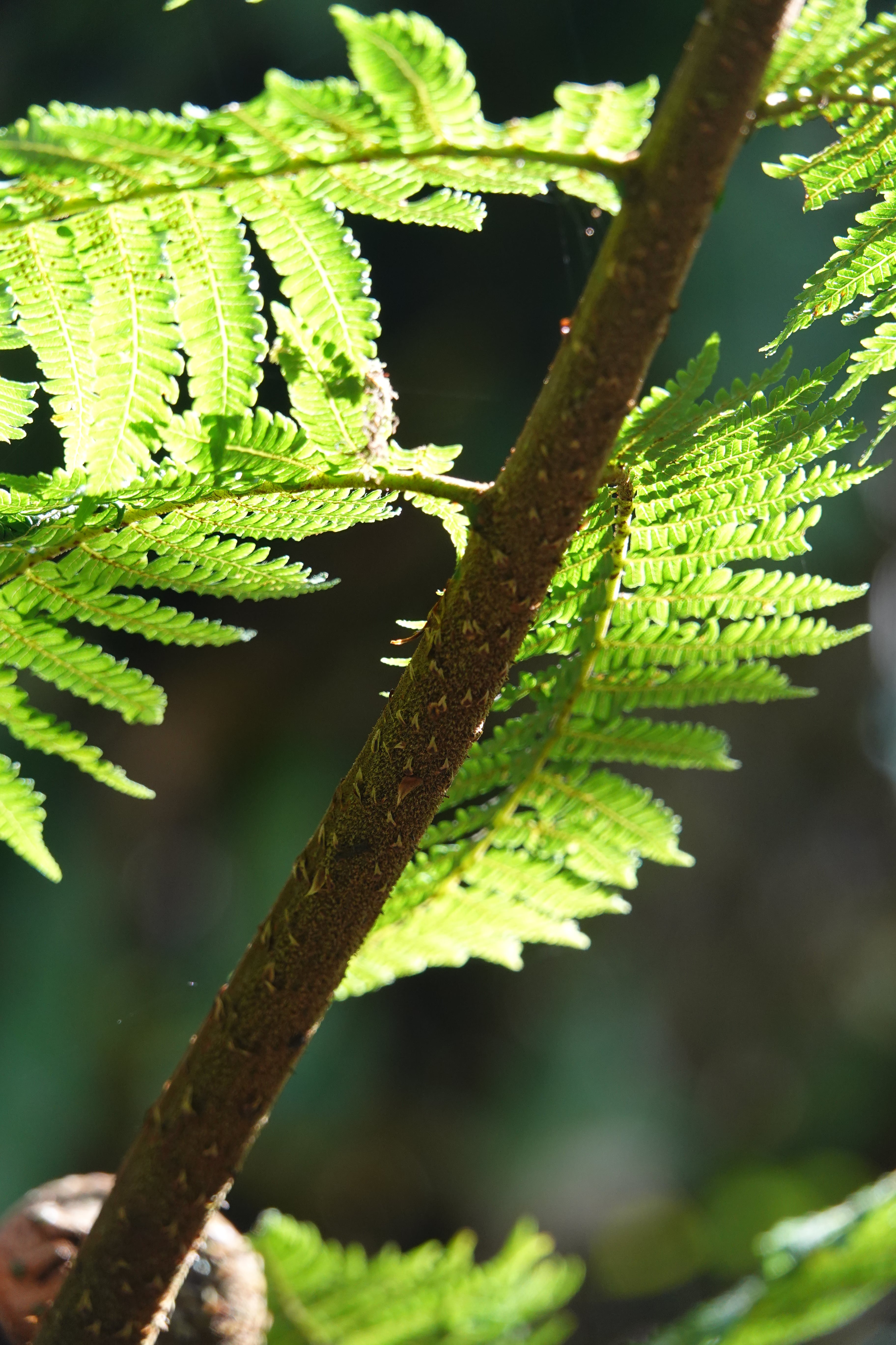 Cyathea planadae. La Honda.