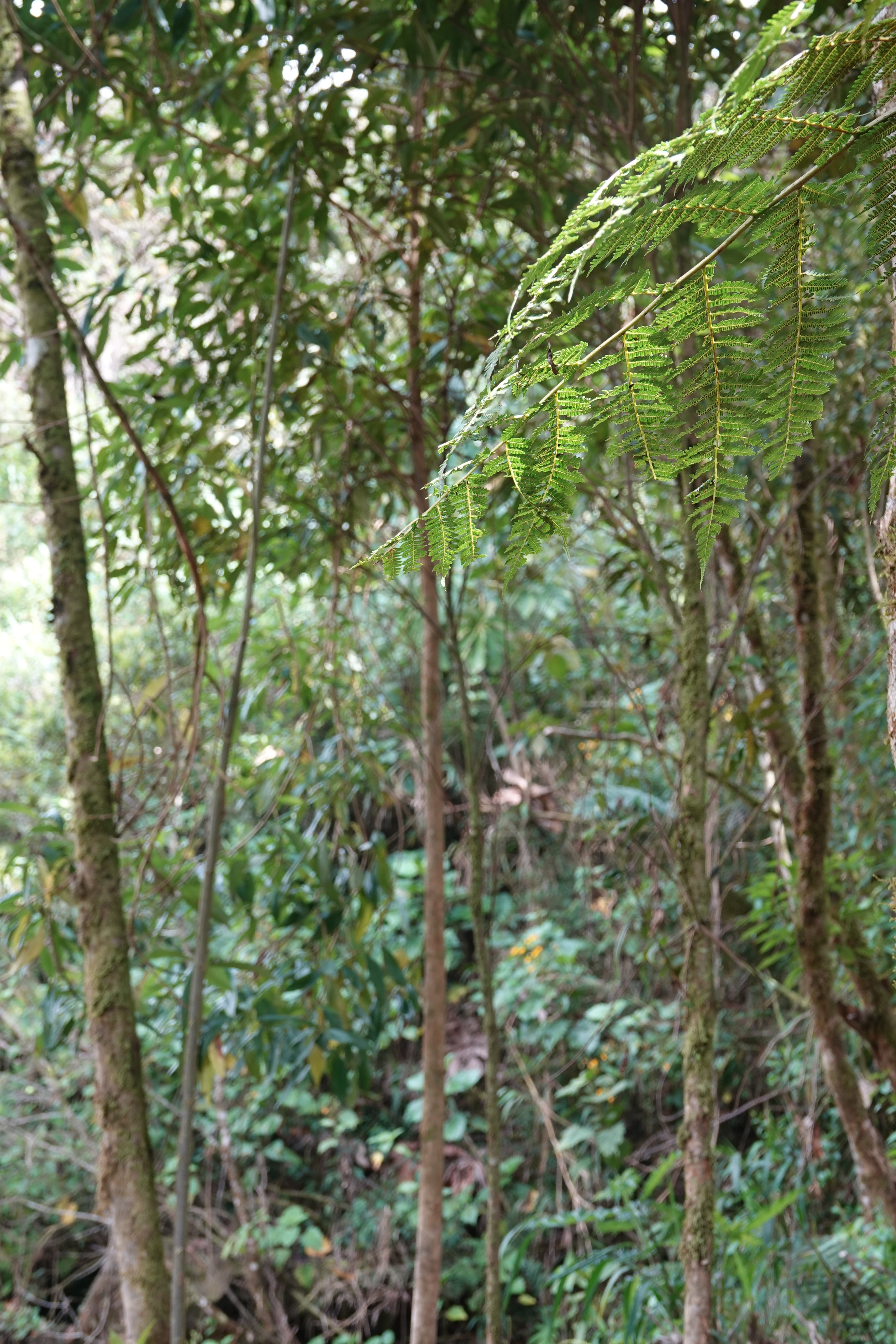 Cyathea planadae. La Honda.