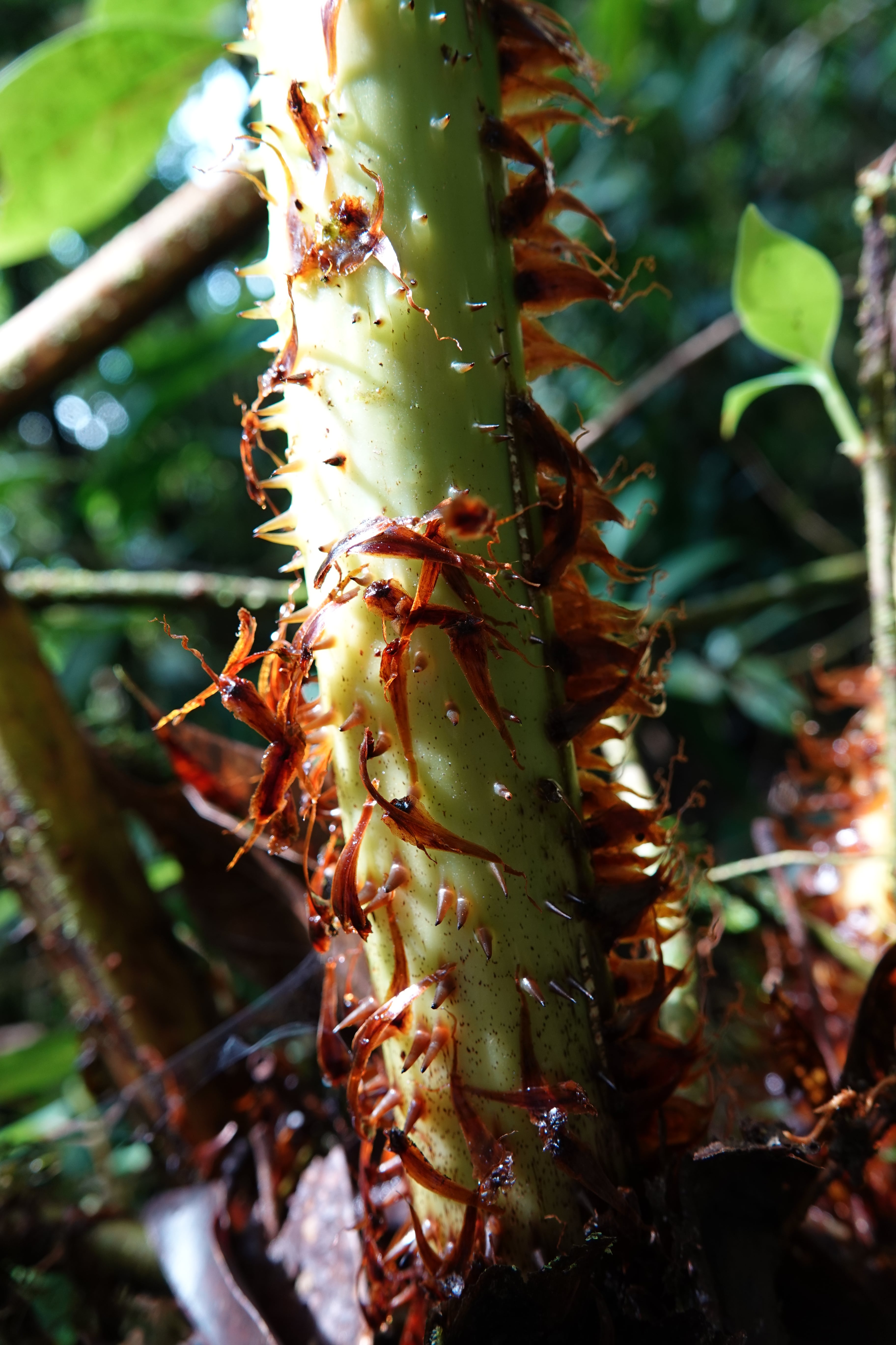 Cyathea sp 1