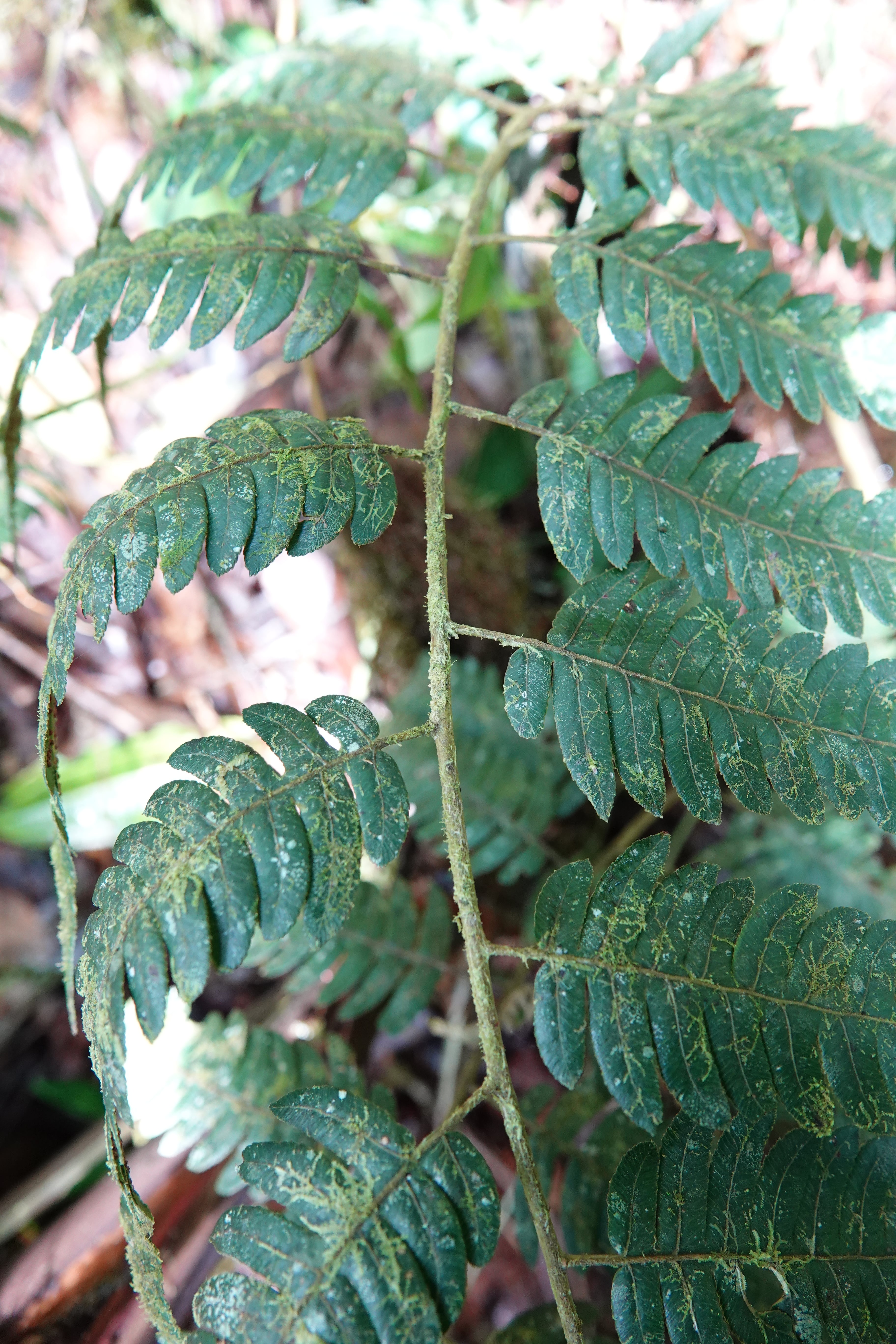 Cyathea sp 1. La Honda.