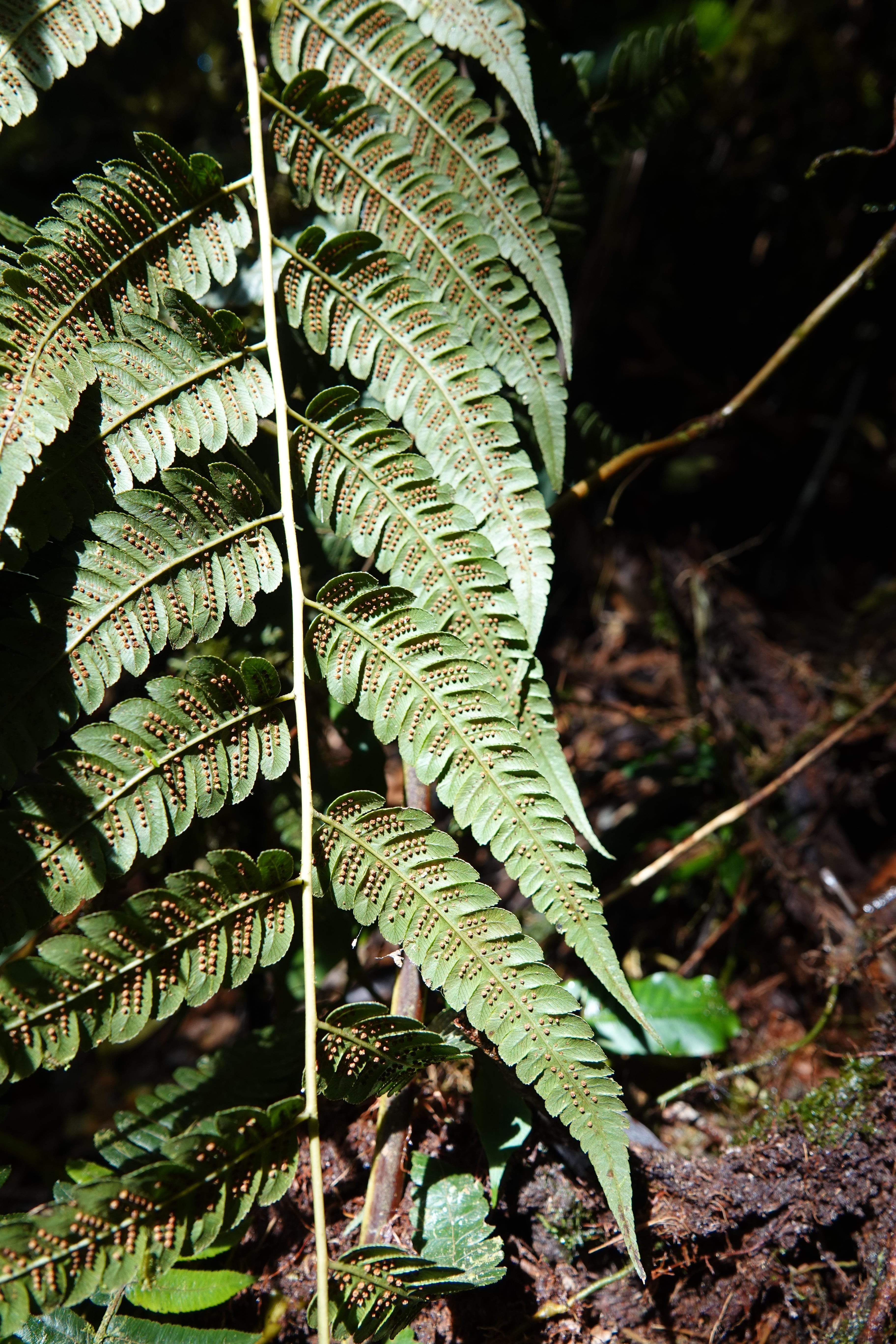 Cyathea sp 1. La Honda.