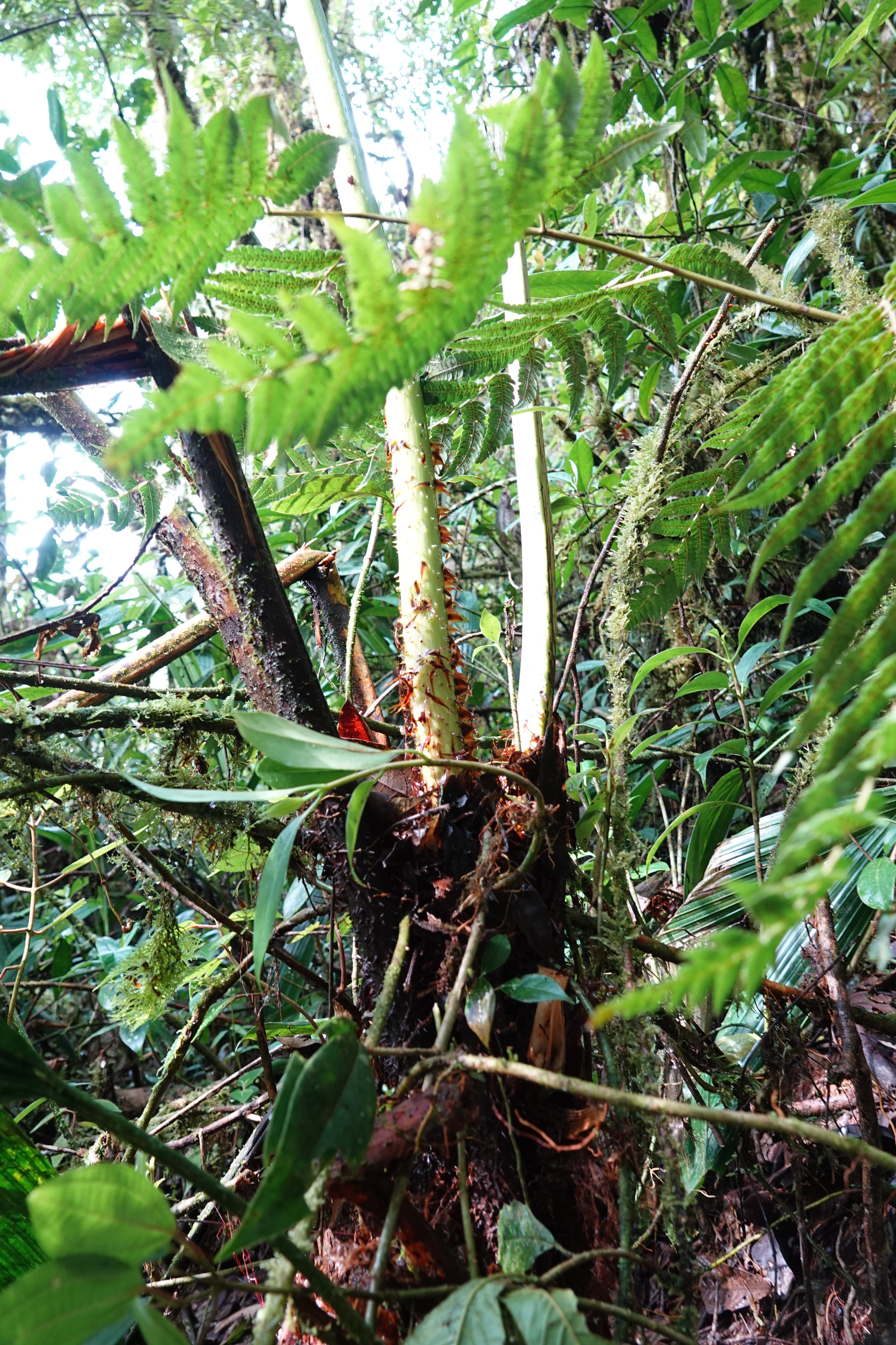 Cyathea sp 1. La Honda.