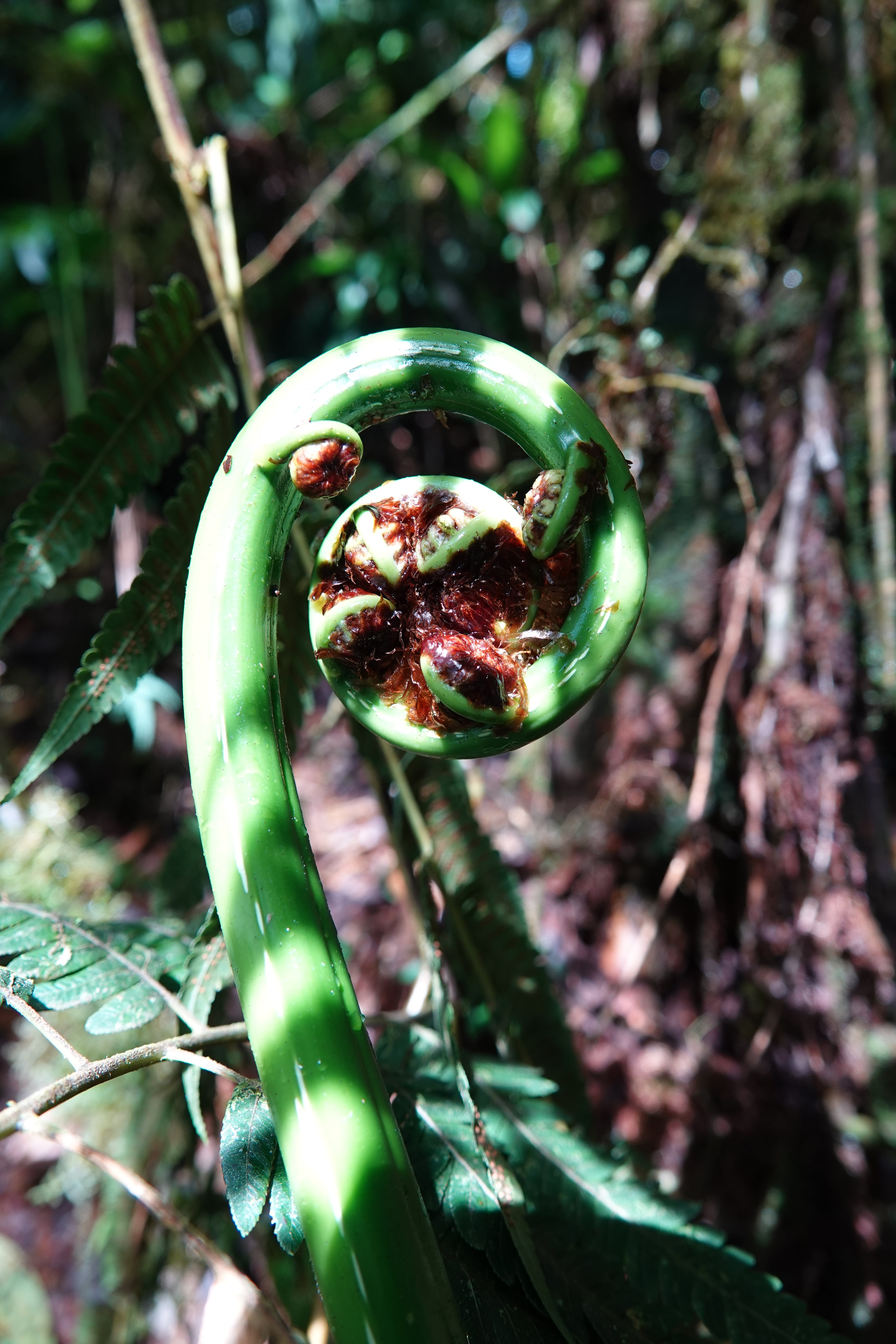 Cyathea sp 1. La Honda.