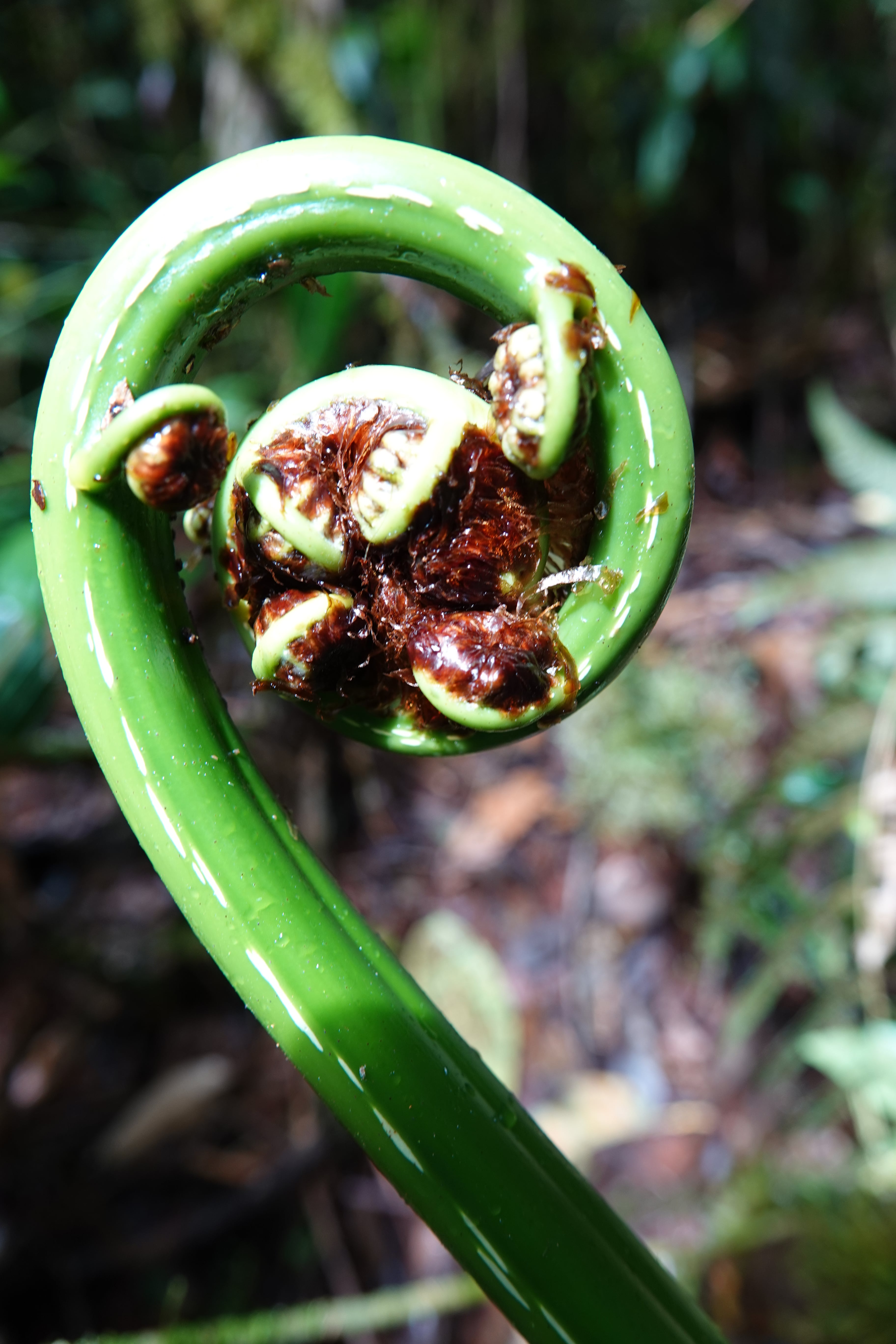Cyathea sp 1. La Honda.