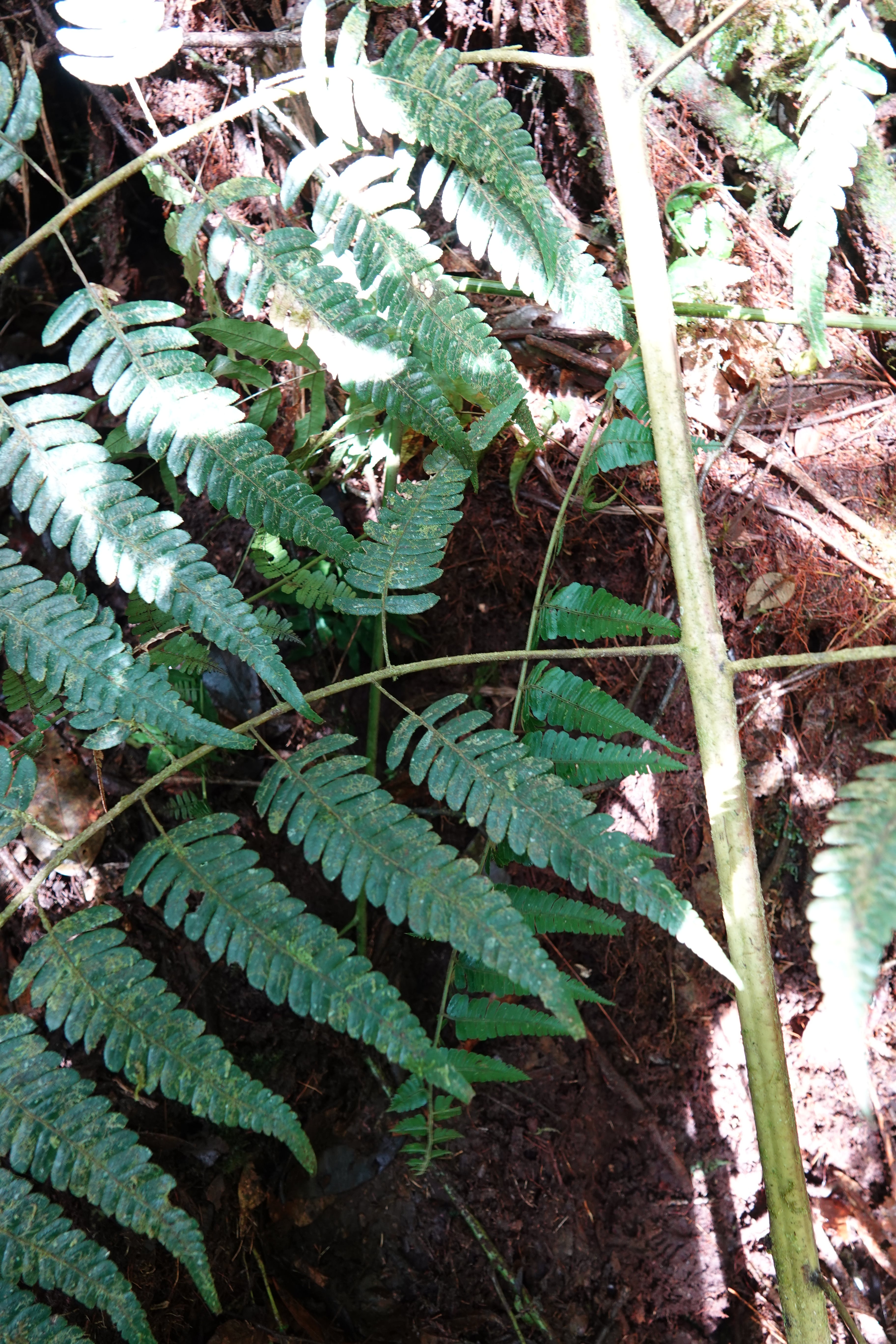 Cyathea sp 1. La Honda.