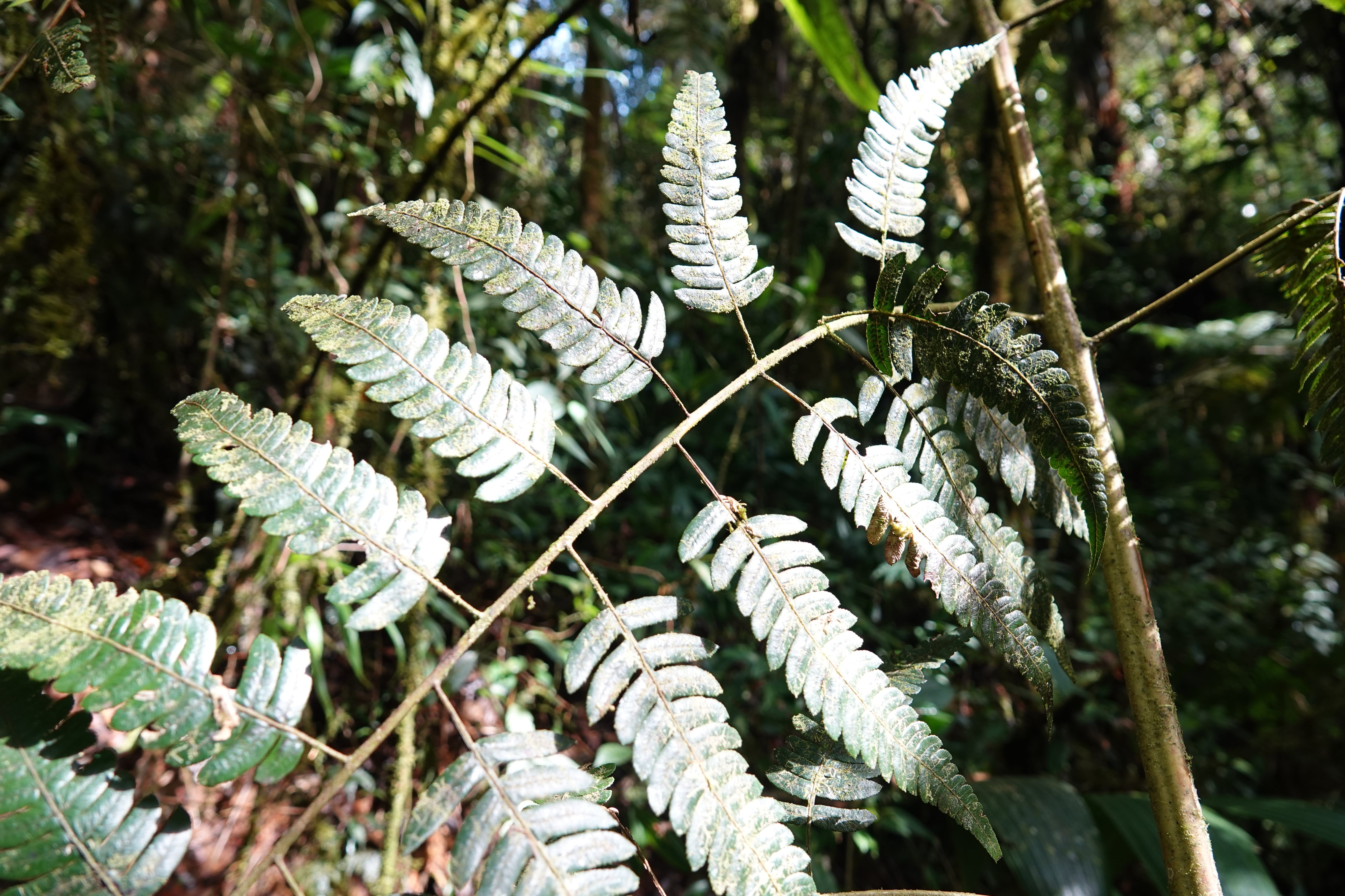 Cyathea sp 1. La Honda.