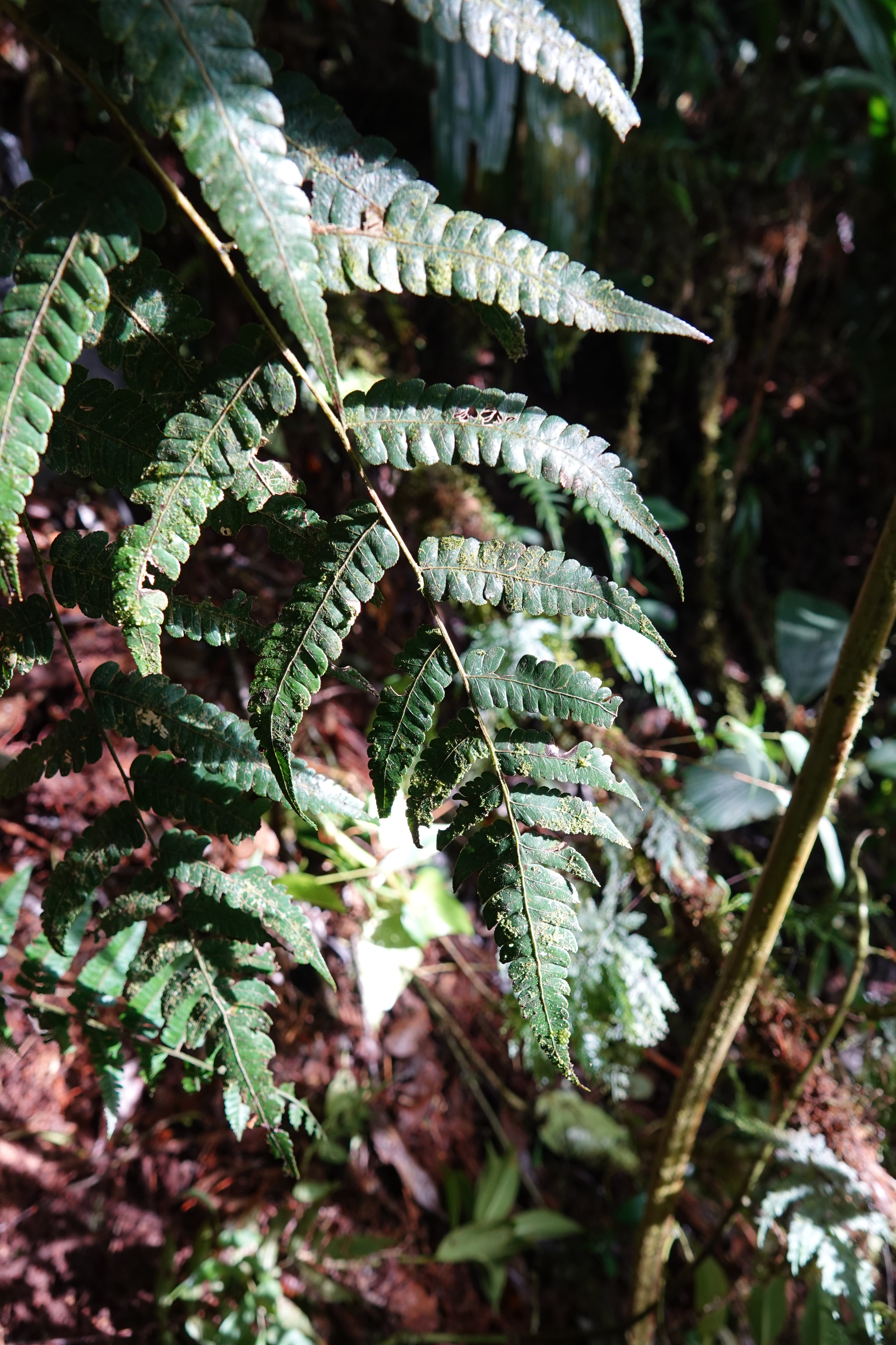 Cyathea sp 1. La Honda.
