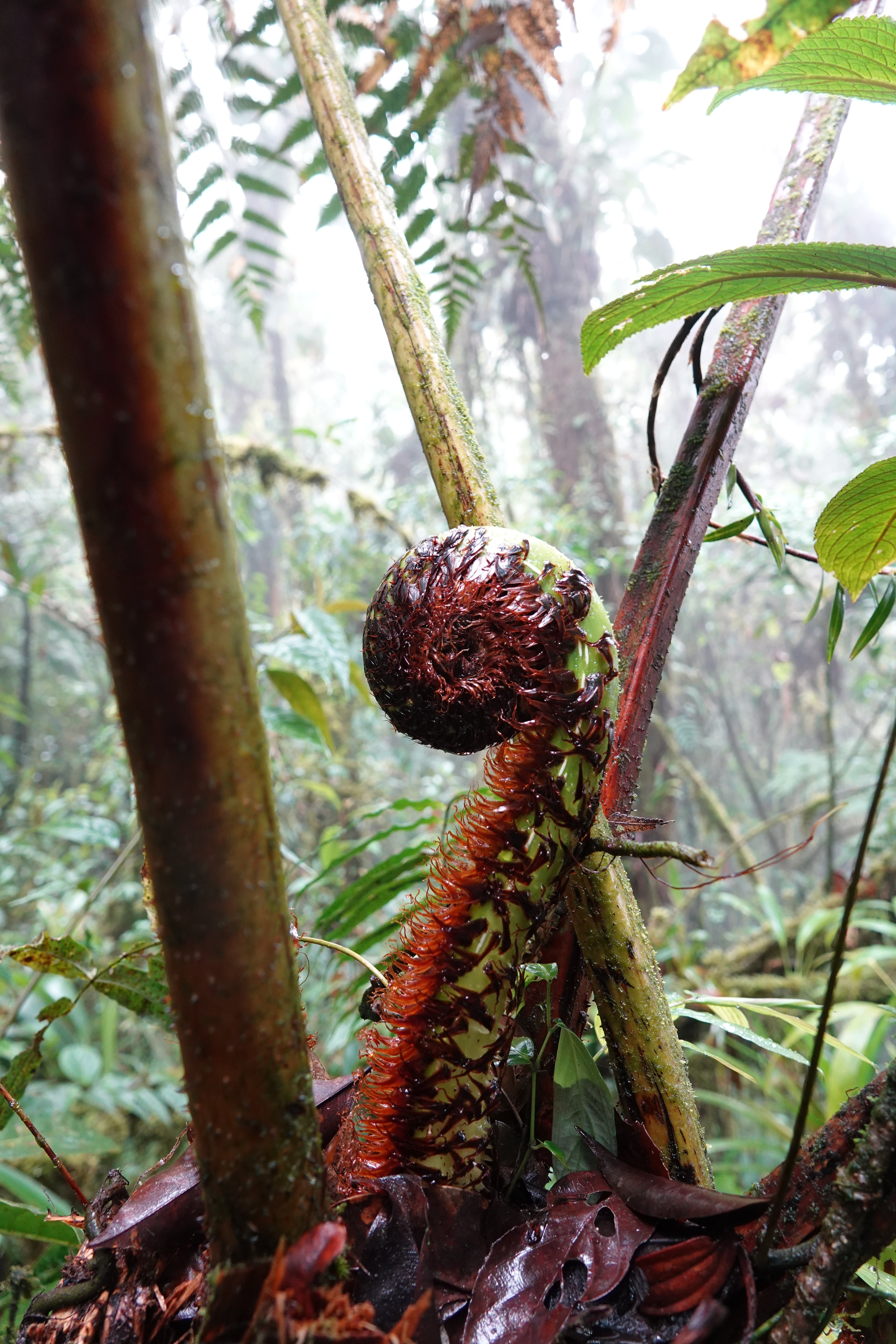 Cyathea sp 1. La Honda.