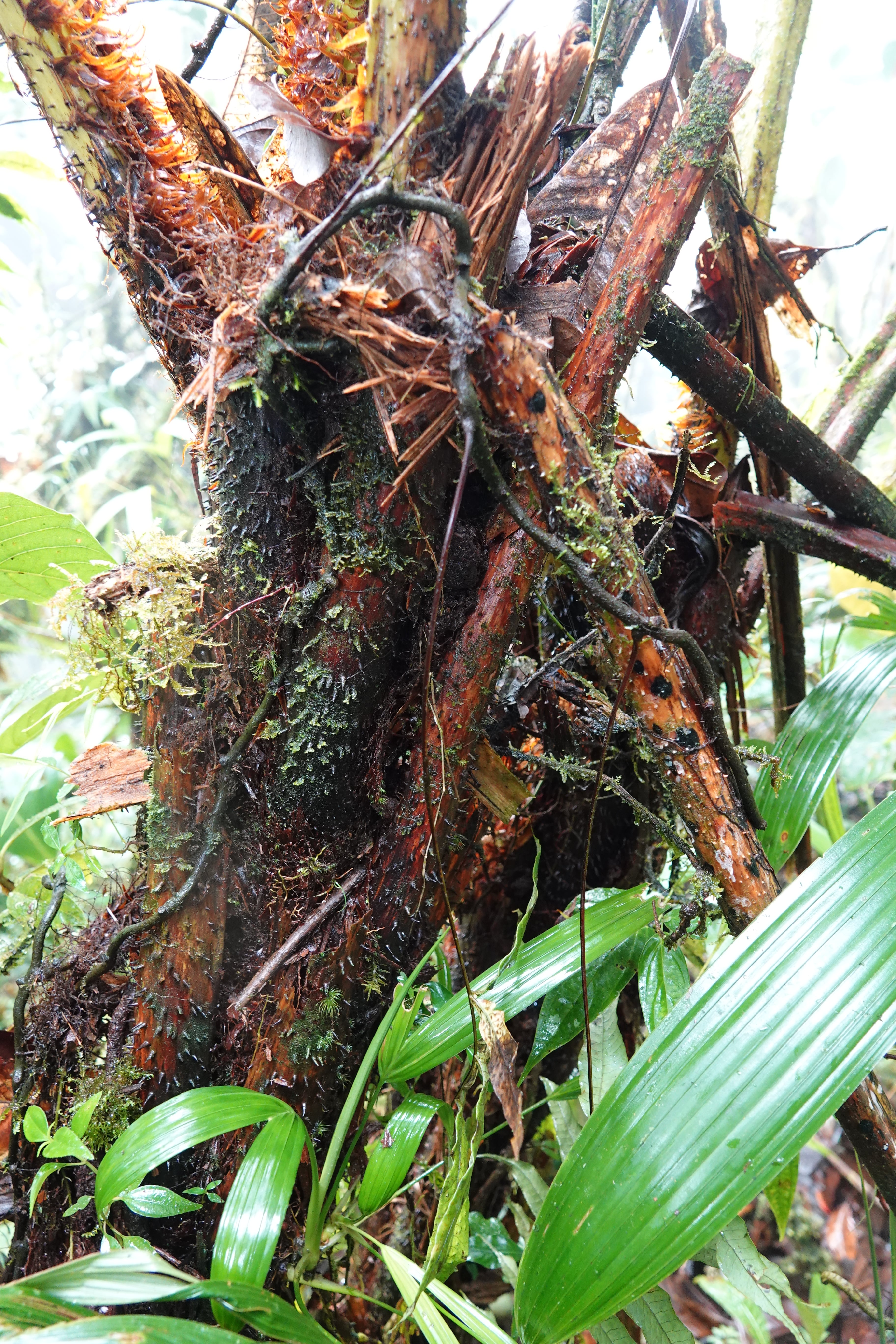 Cyathea sp 1. La Honda.