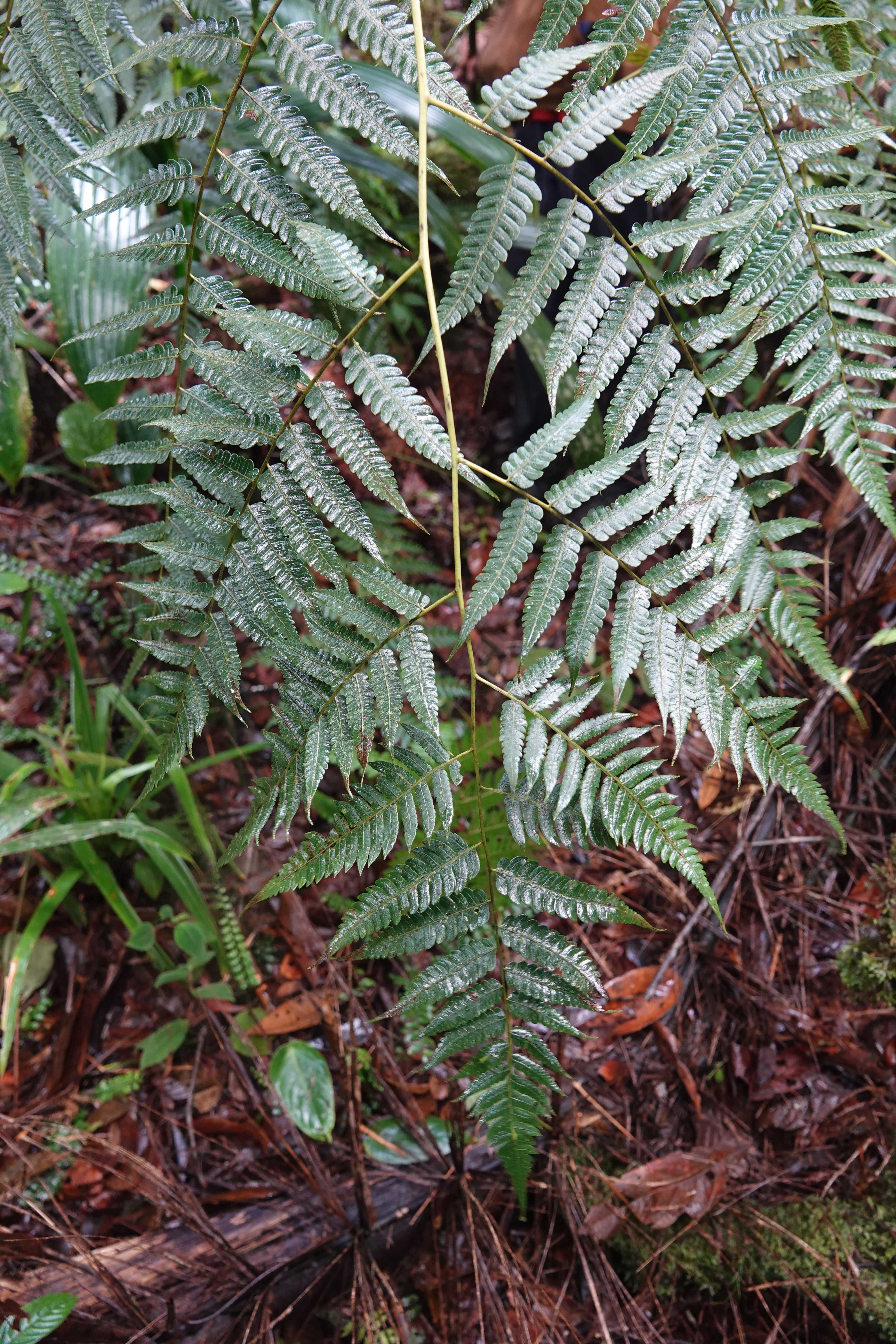 Cyathea sp 1. La Honda.