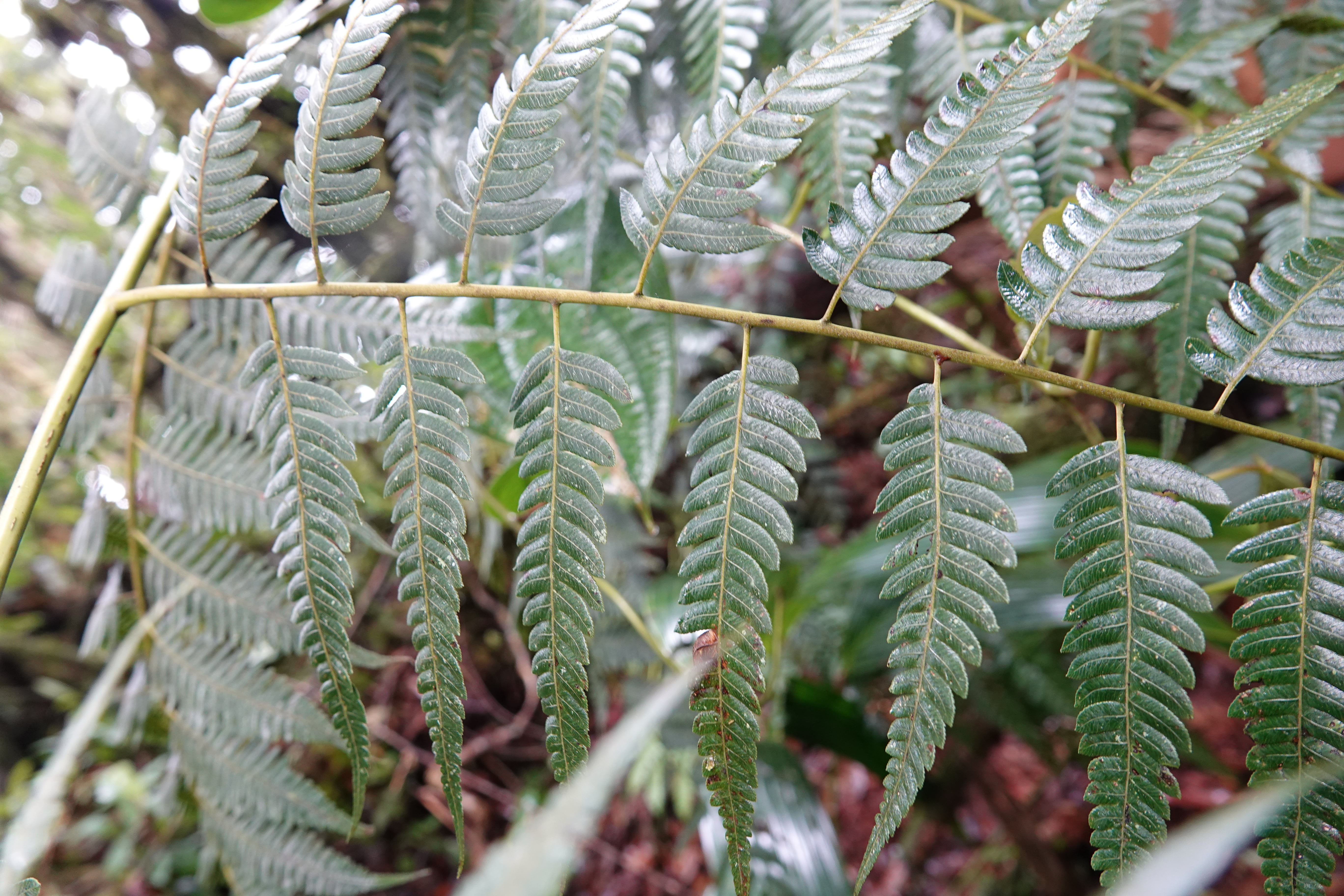 Cyathea sp 1. La Honda.