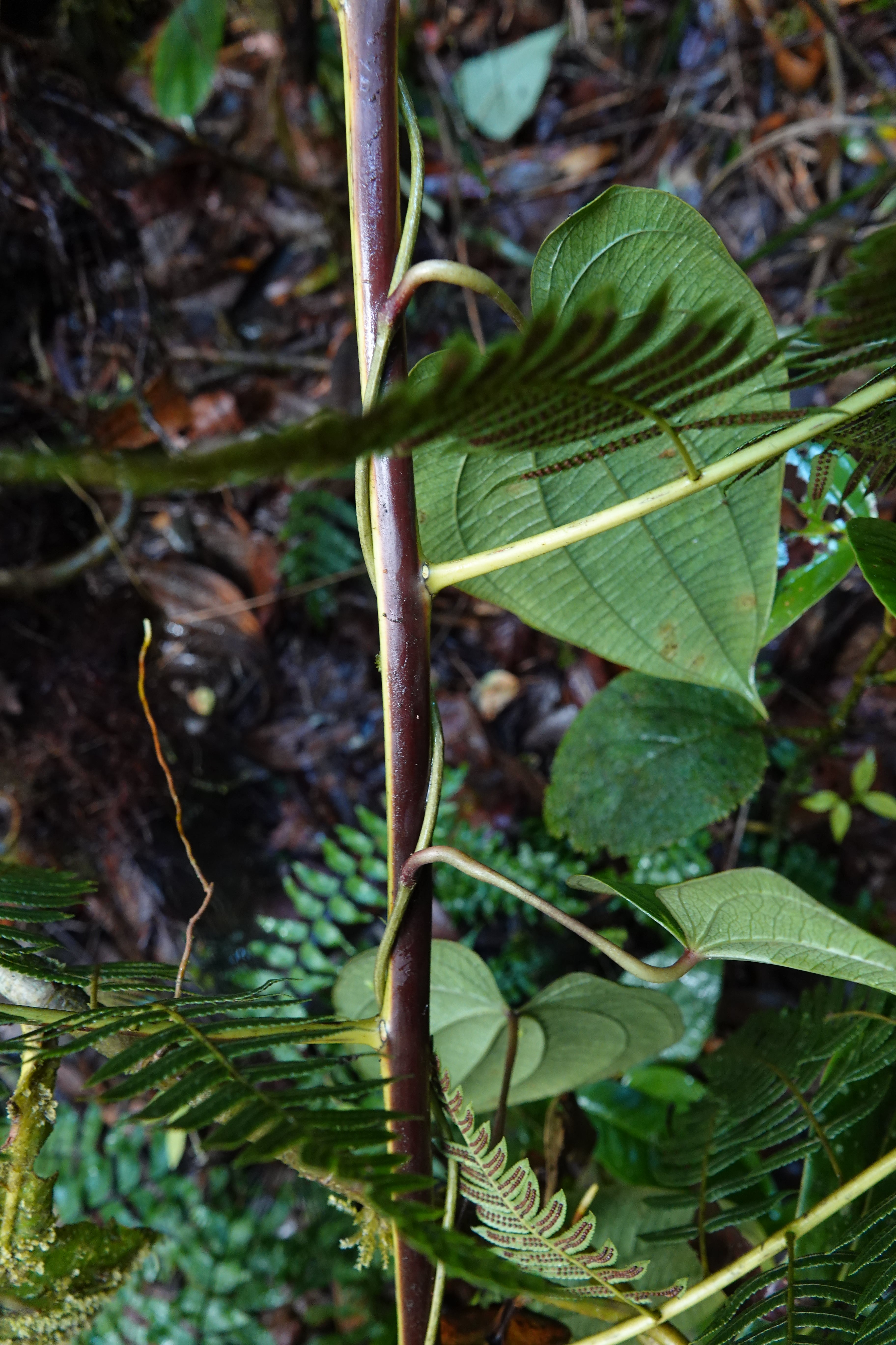 Cyathea sp 1. La Honda.