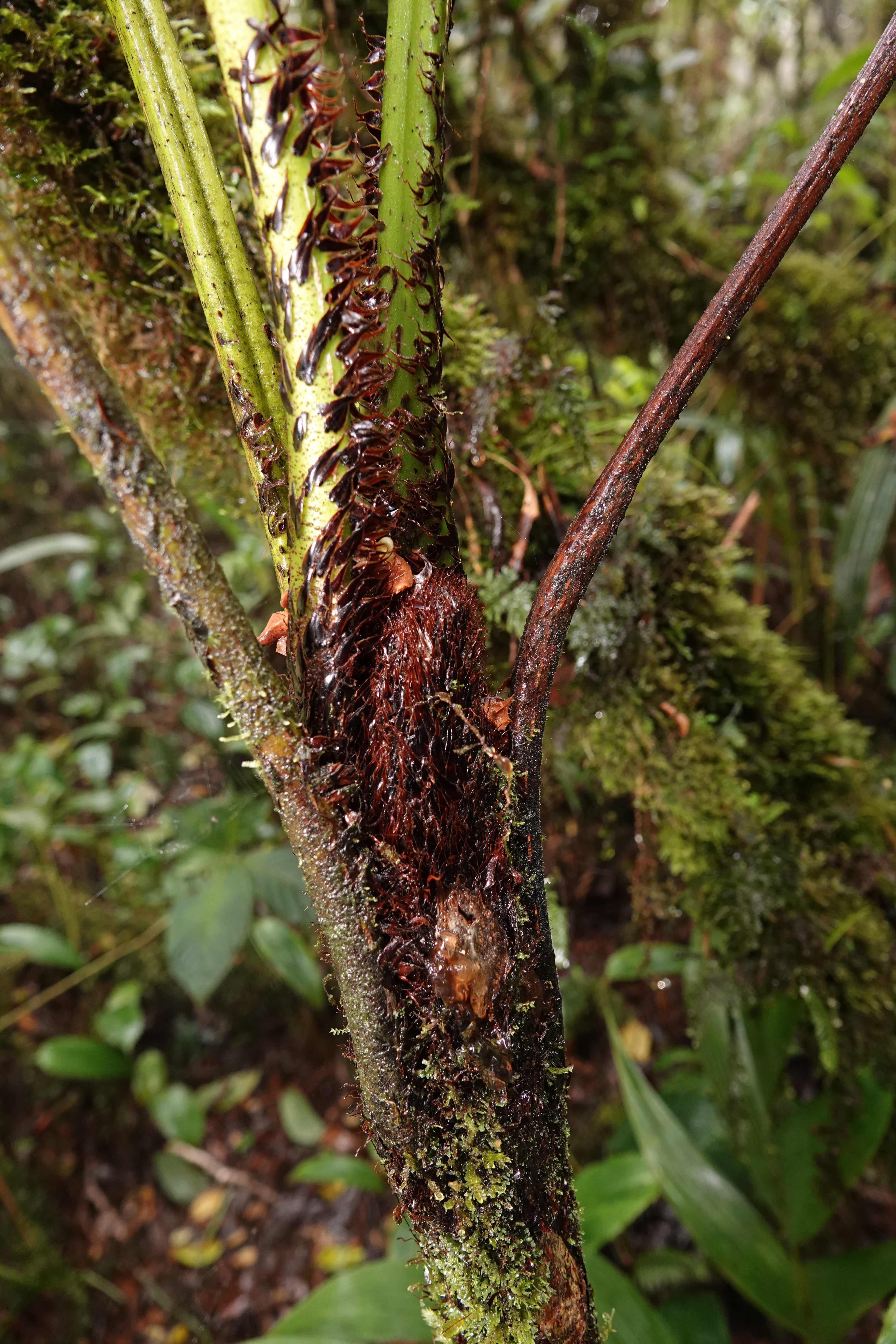 Cyathea sp 2