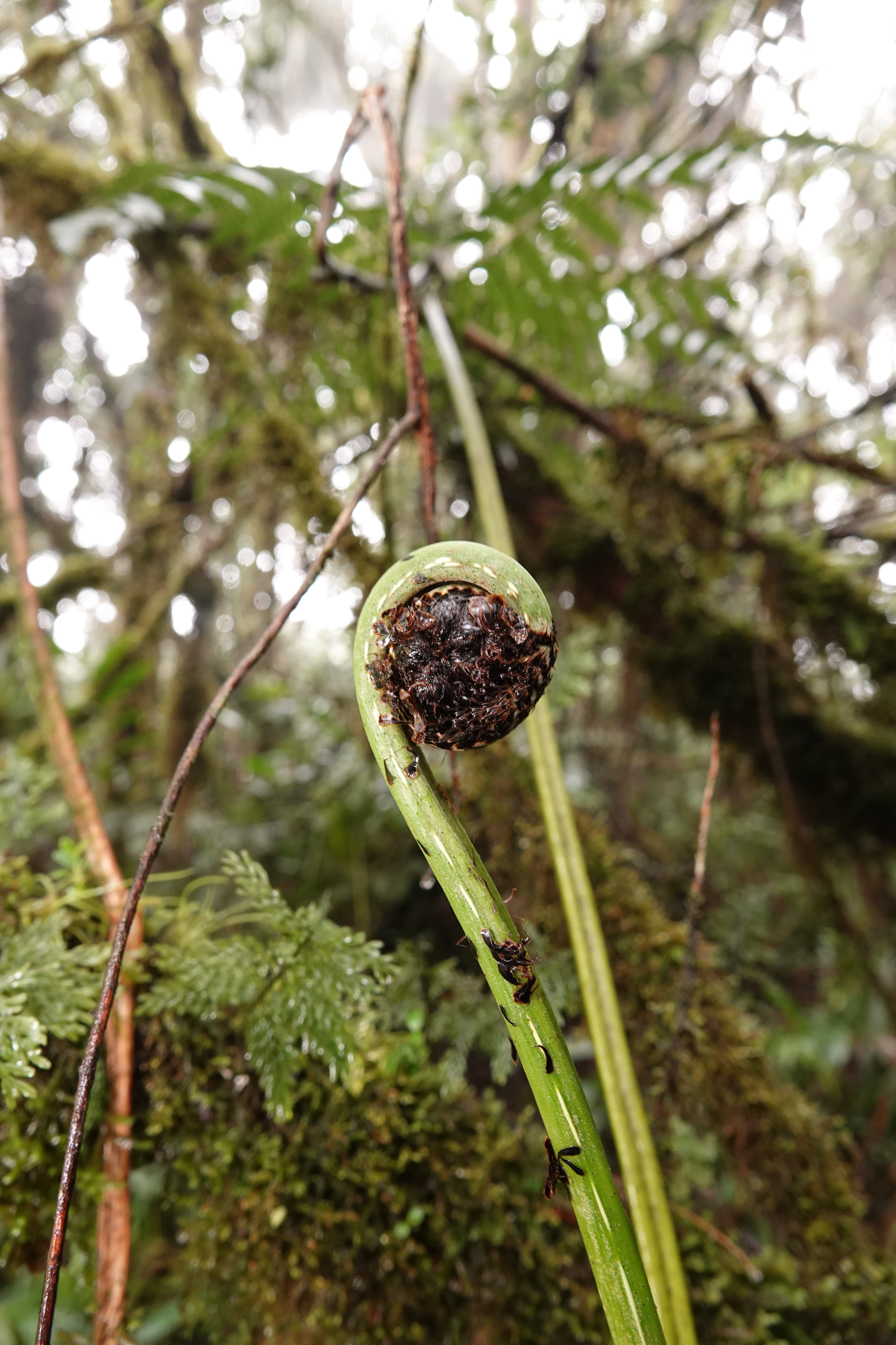 Cyathea sp 2. La Honda.