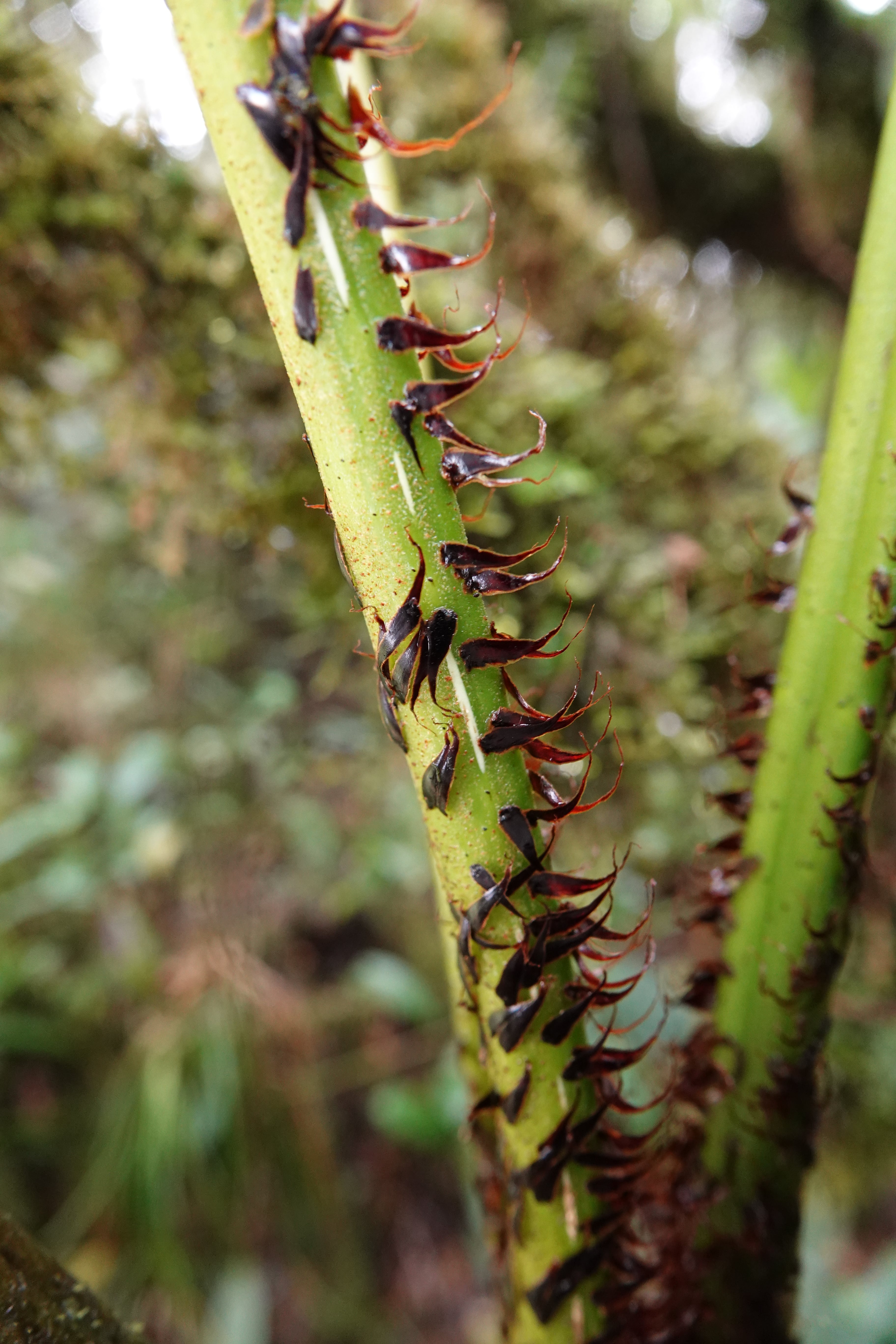 Cyathea sp 2. La Honda.
