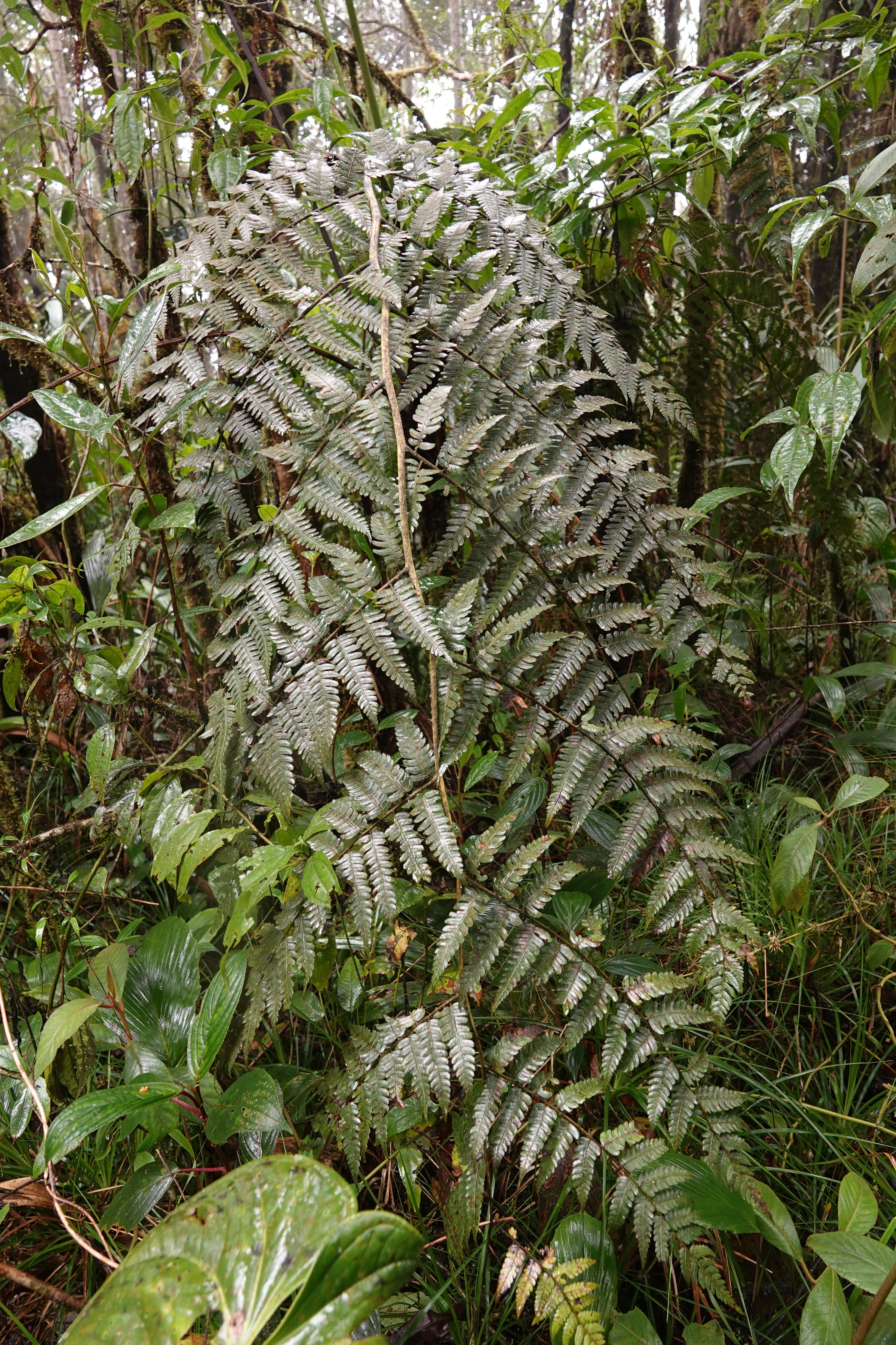 Cyathea sp 2. La Honda.