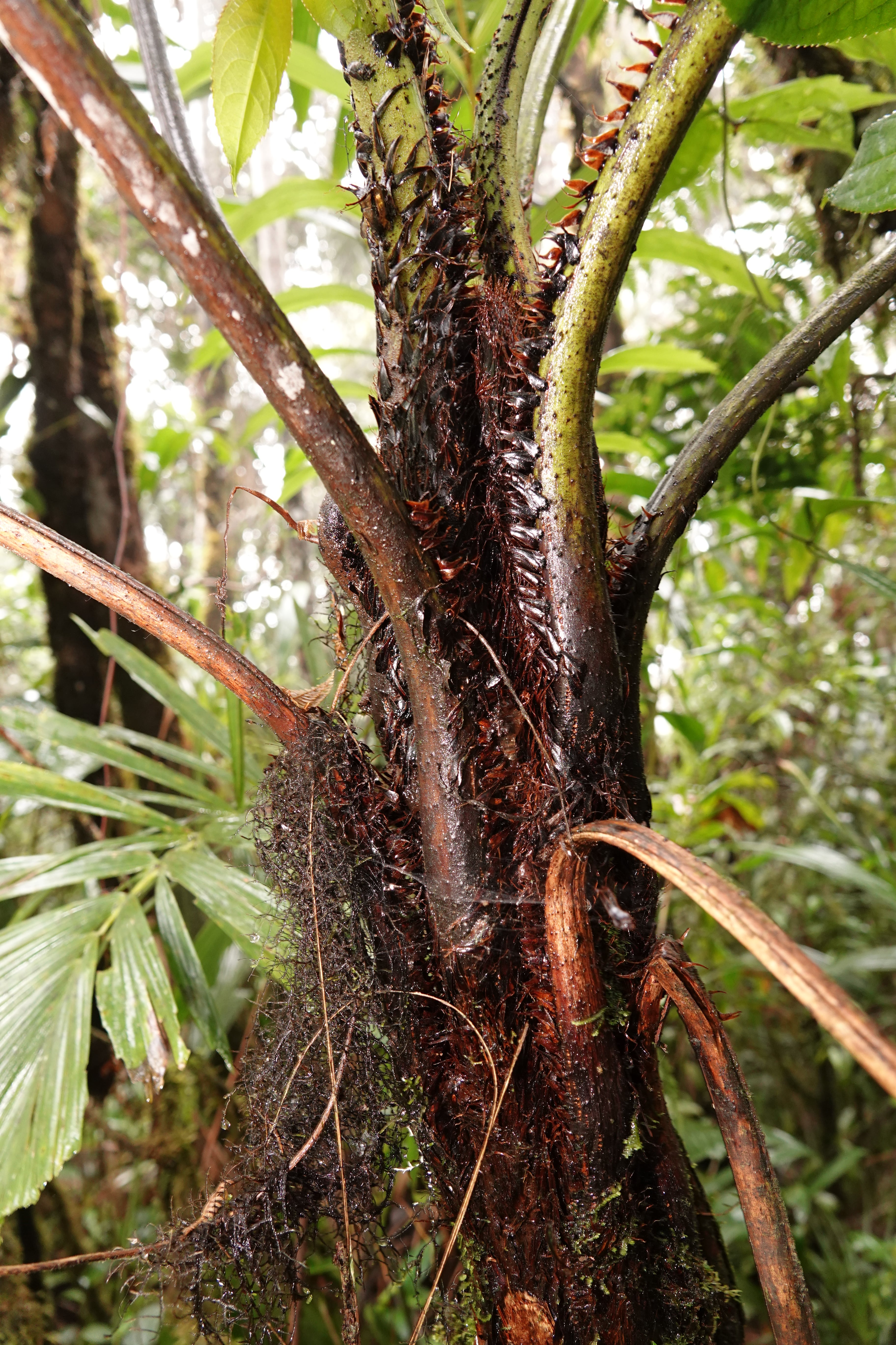 Cyathea sp 2. La Honda.