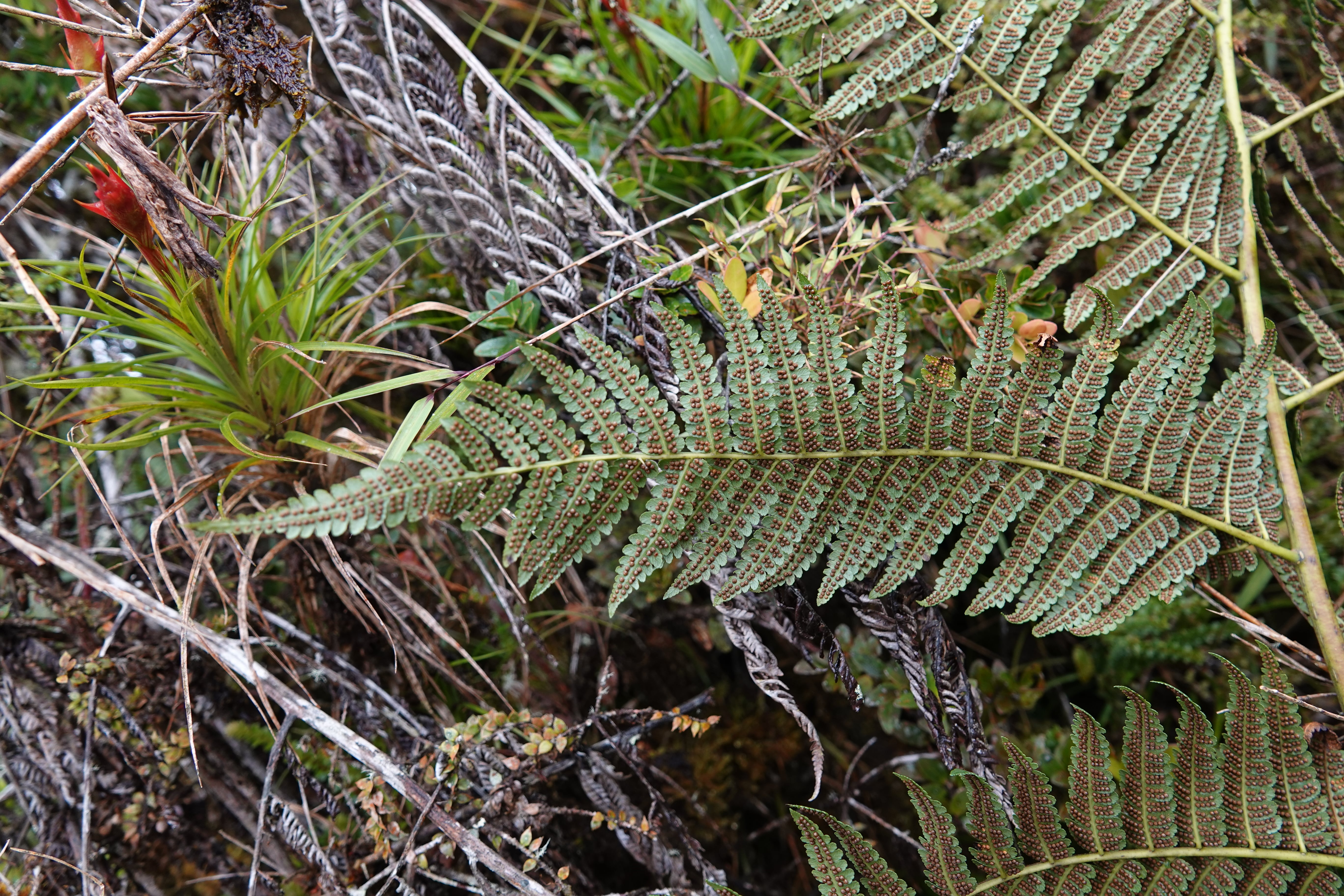 Cyathea sp 2. La Honda.