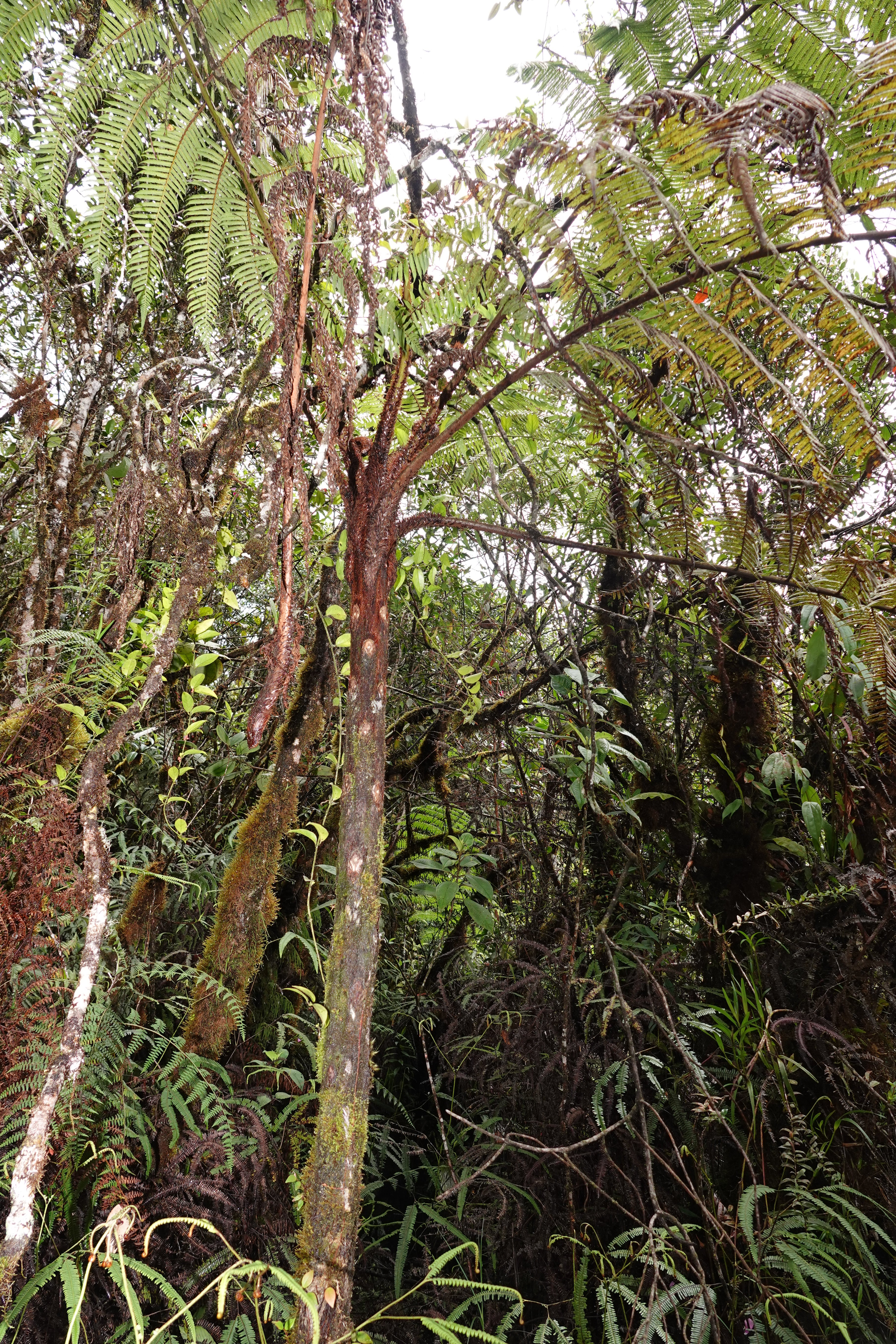 Cyathea sp 3. La Honda.
