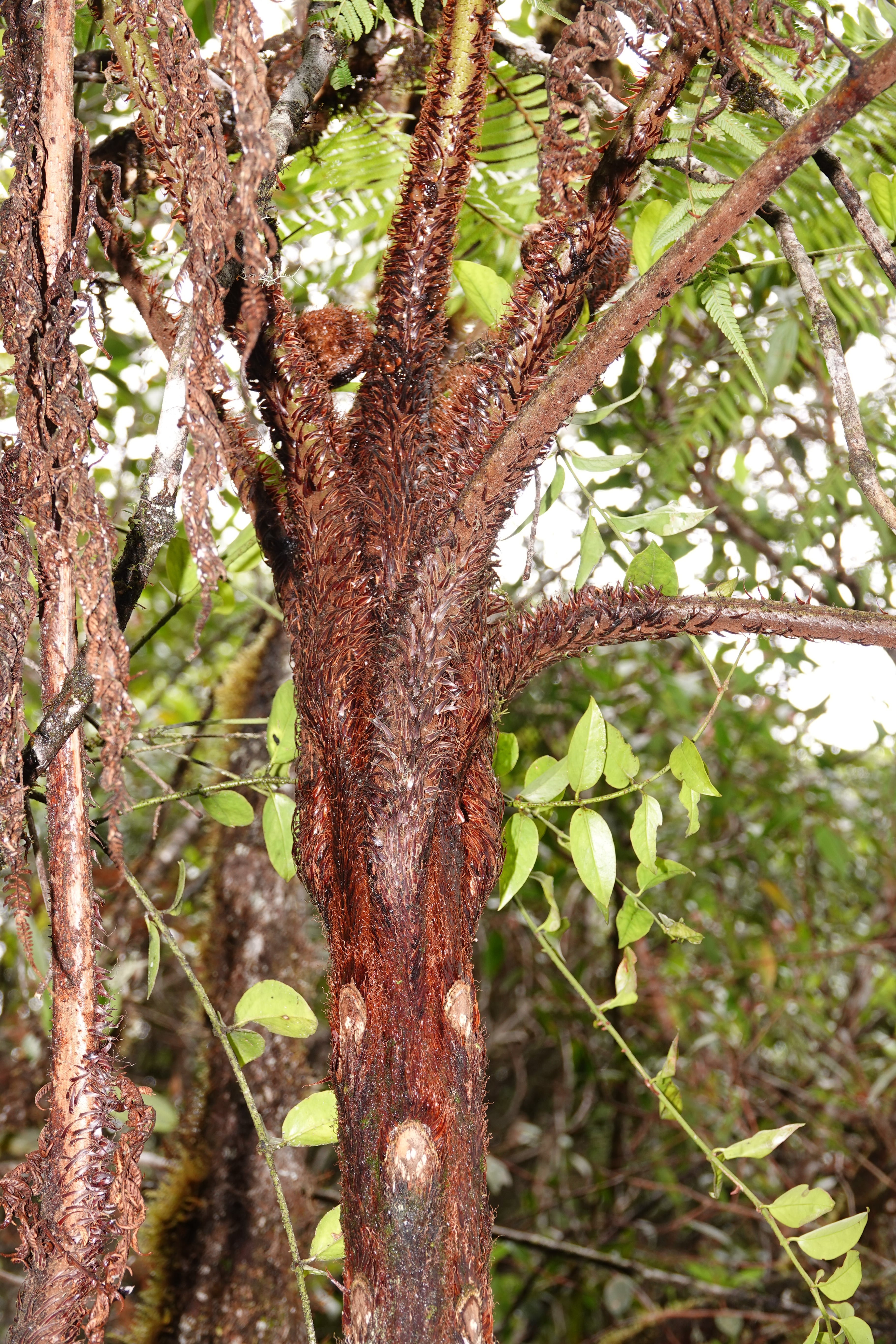 Cyathea sp 3