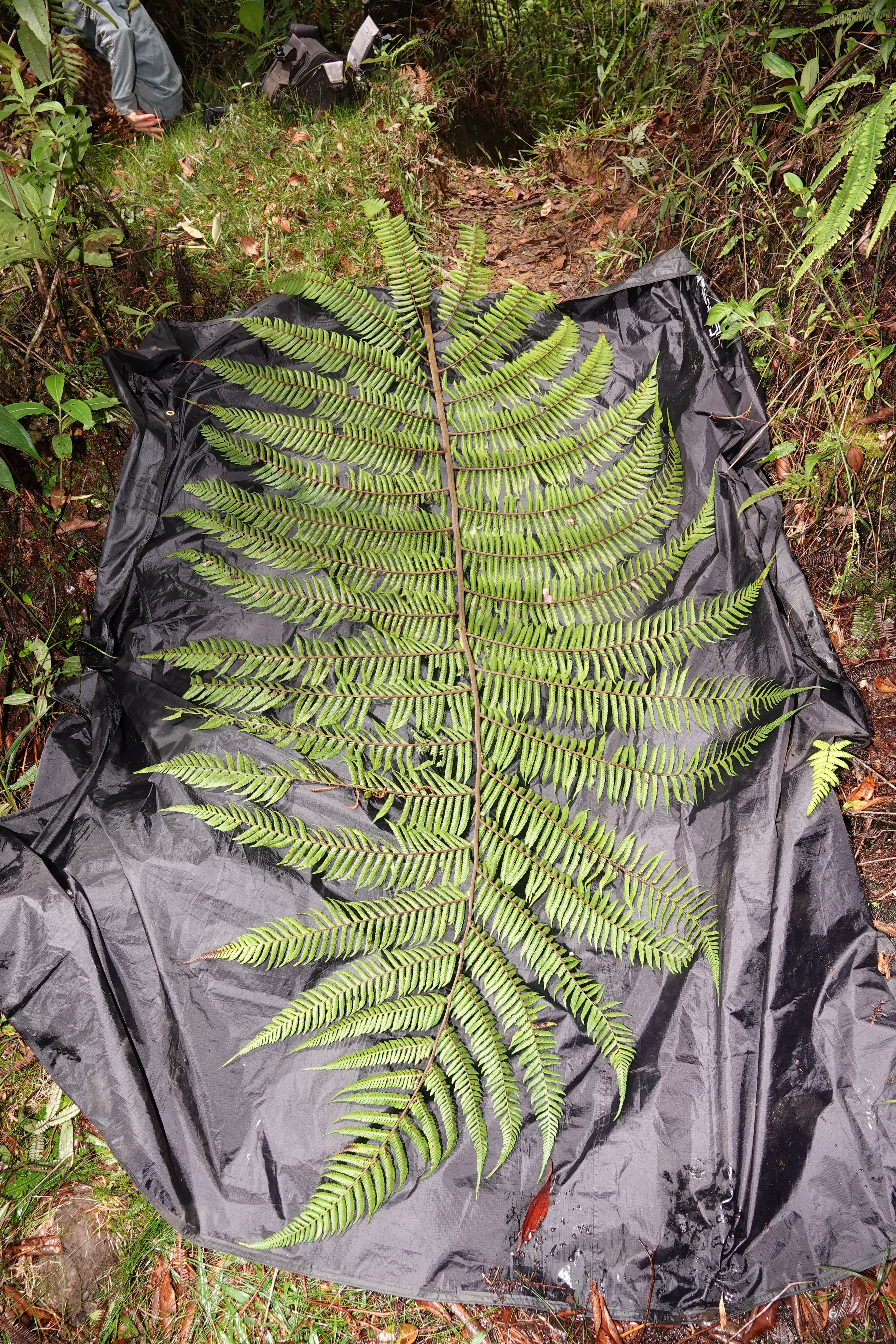 Cyathea sp 3. La Honda.