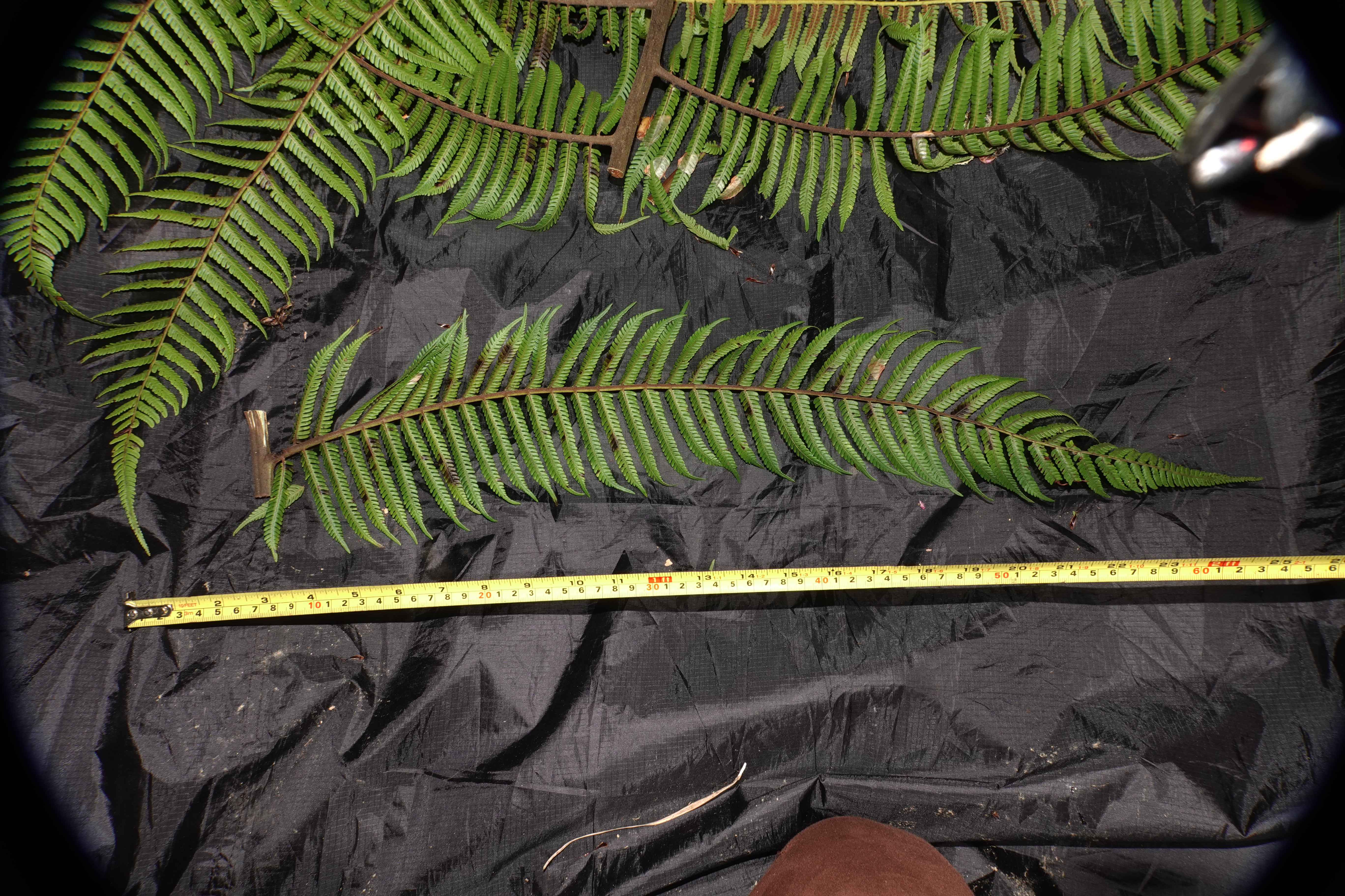 Cyathea sp 3. La Honda.