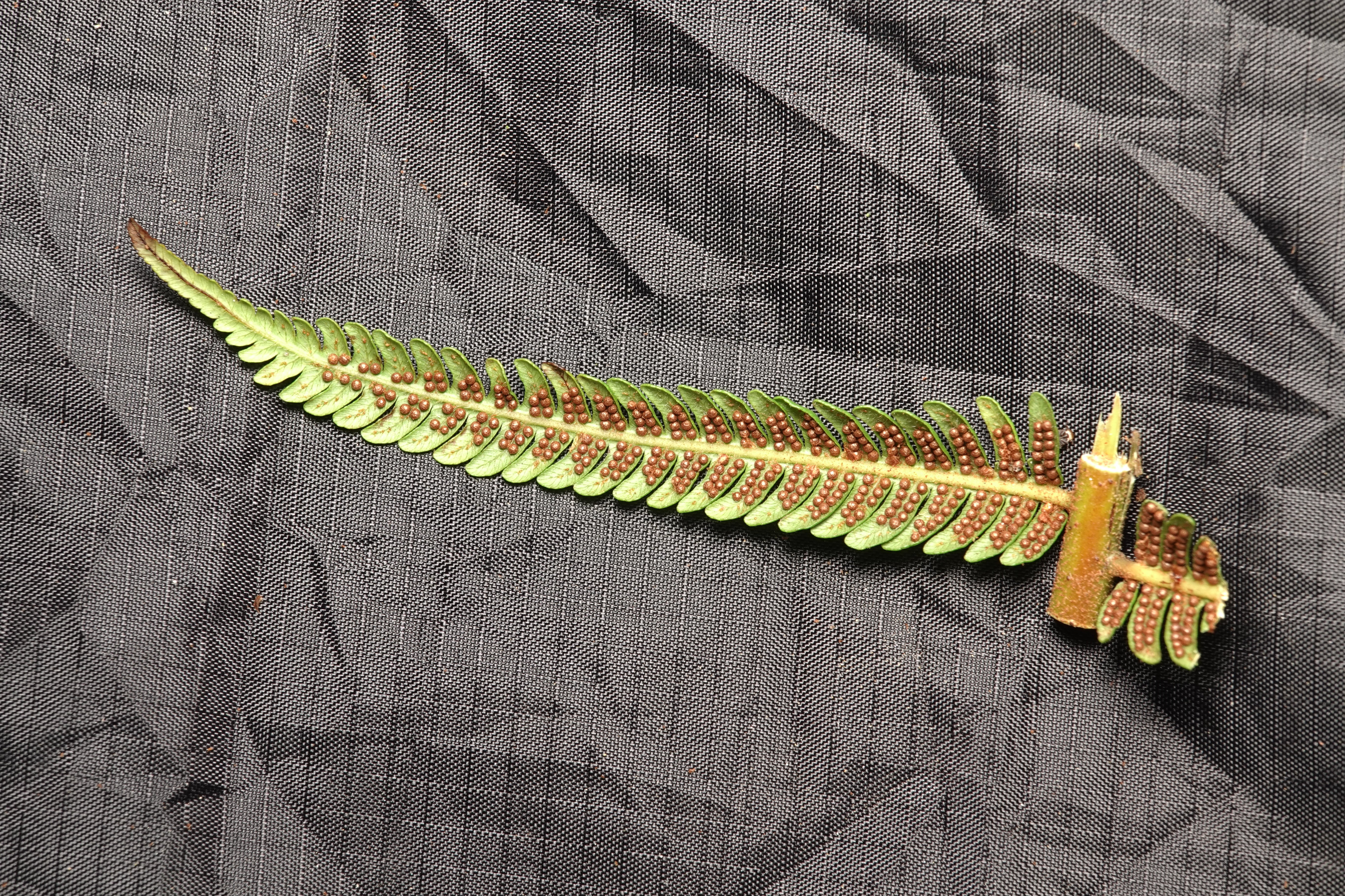 Cyathea sp 3. La Honda.