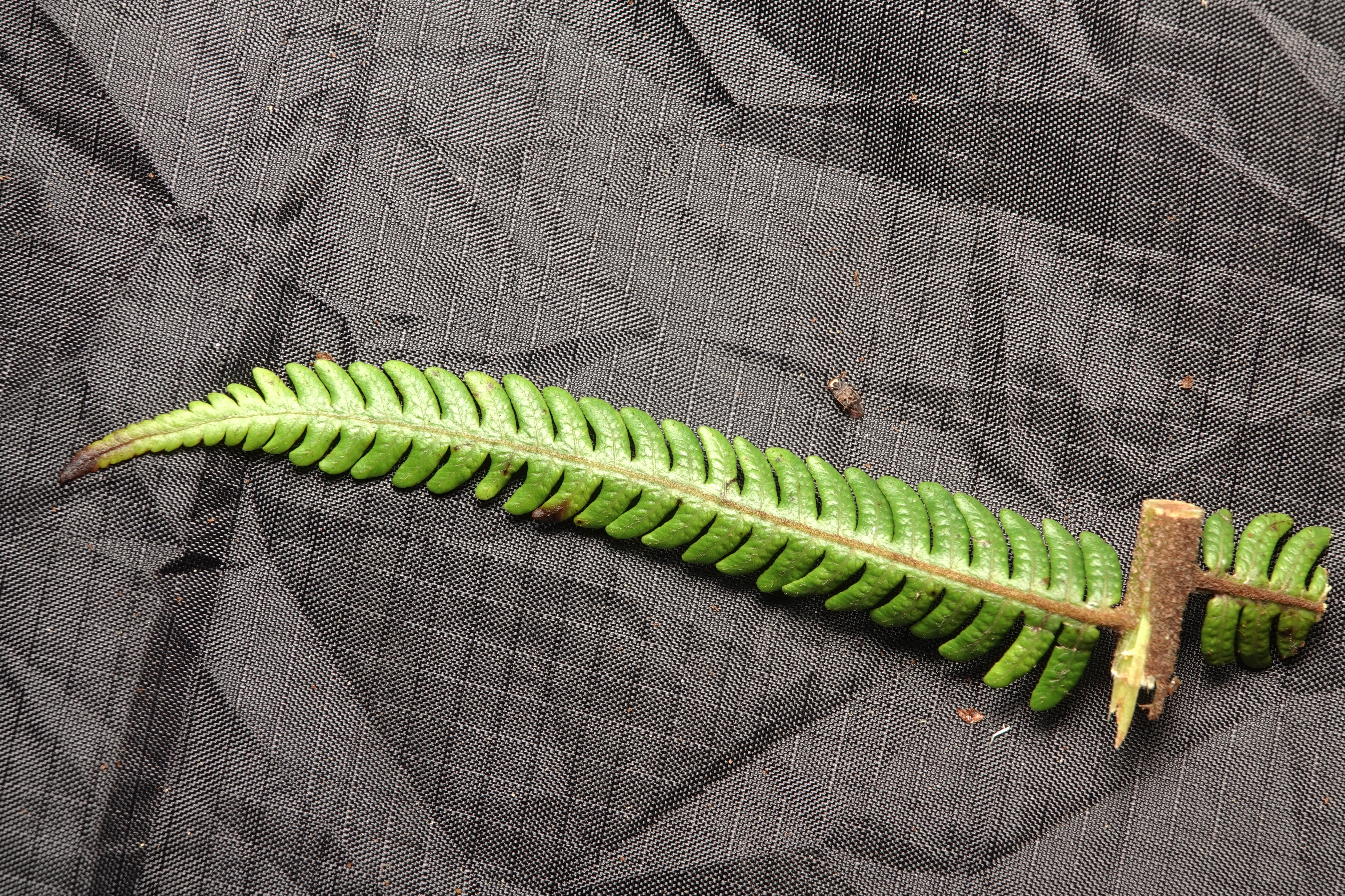 Cyathea sp 3. La Honda.